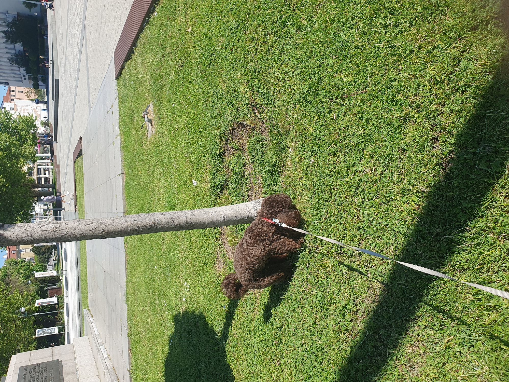 On a sunny day in Plovdiv, Bulgaria, a brown Poodle is tethered to a tree on a grassy area adjacent to a paved walkway in a public square, the tree lying nearly horizontally in its early stage of growth. The walkway and adjacent area is part of the 1925 Memorial for the soldiers who died in WW1. The dog is restrained with a white leash and a red collar. The surrounding environment includes other trees, buildings, and pedestrians in the background. The image appears to be taken from a low angle, capturing the ground and the lower part of the scene.