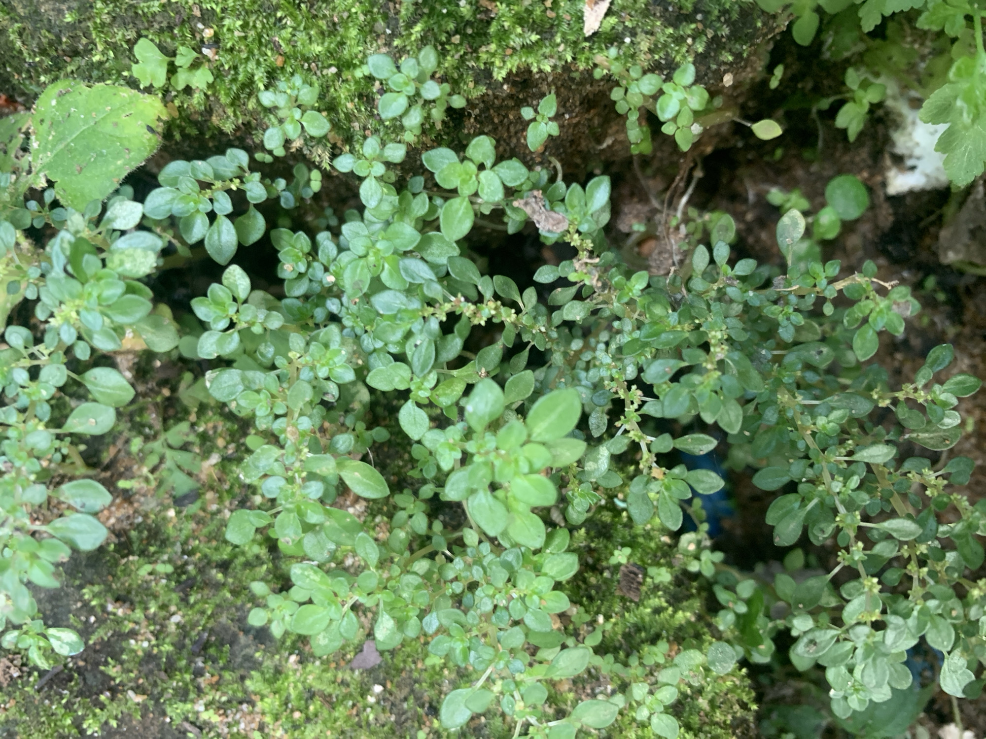 The image shows a close-up, overhead view of a lush patch of green plants, likely a ground cover or small shrub, growing on a mossy, textured surface. The plants have small, oval-shaped leaves that are a vibrant green, with some appearing slightly lighter or having faint variegation. The stems are thin and delicate, branching out to create a dense carpet of foliage. Small, almost unnoticeable white or light-colored flower buds are visible along some of the stems. The background consists of darker soil and patches of vibrant green moss, with hints of sand or small stones interspersed. The overall impression is one of a natural, possibly damp environment. There are no people or man-made objects clearly visible in this close-up shot. The scene is consistent with the natural vegetation found in humid, tropical environments like Kuala Pembuang, Indonesia, where such plants would thrive on moist surfaces like rocks or the ground.