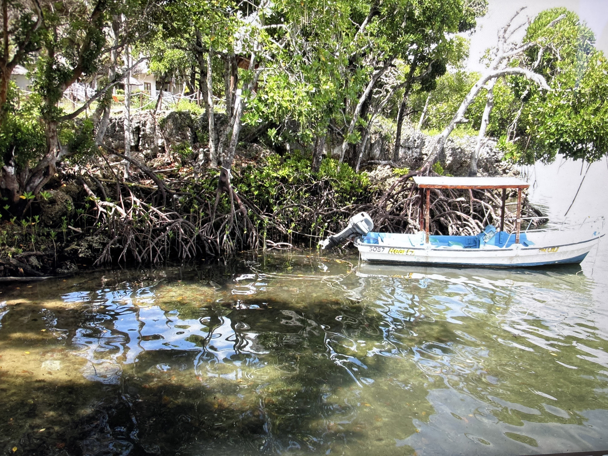 A white motorboat with blue seats and a wooden canopy is docked in shallow, murky water. The boat has registration numbers "3057 REEL L" on its side. The water is reflective, showing the sky and the overhanging branches of mangrove trees with their exposed root systems. In the background, dense green foliage and trees are visible, with hints of structures and a white fence behind them, suggesting a tropical or subtropical coastal environment. The scene appears to be a still, quiet moment, likely in a natural harbor or estuary. There are no people visible in the image. The location is not Sofia, Bulgaria.