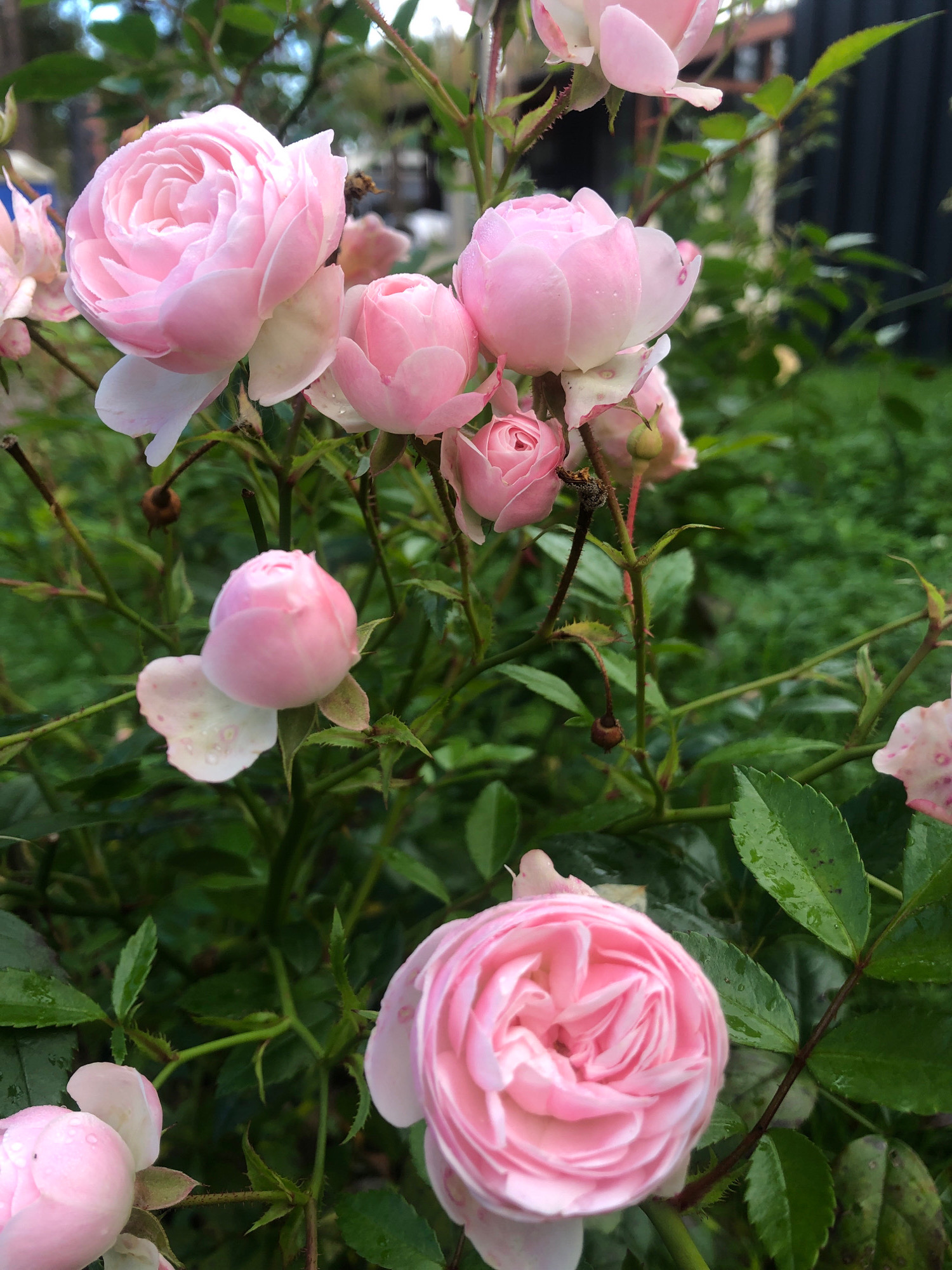 This is a close-up, slightly elevated shot of a rose bush in a garden setting. Several pink roses, varying in bloom stage from tightly budded to fully open, are visible. The flowers have many delicate, ruffled petals. Water droplets are present on some petals and leaves, indicating recent rain or dew. The background consists of dark green foliage and a dark fence or wall, suggesting an outdoor urban or suburban environment. The image does not contain any people or specific identifiable landmarks that would place it in Arfa, Russia.