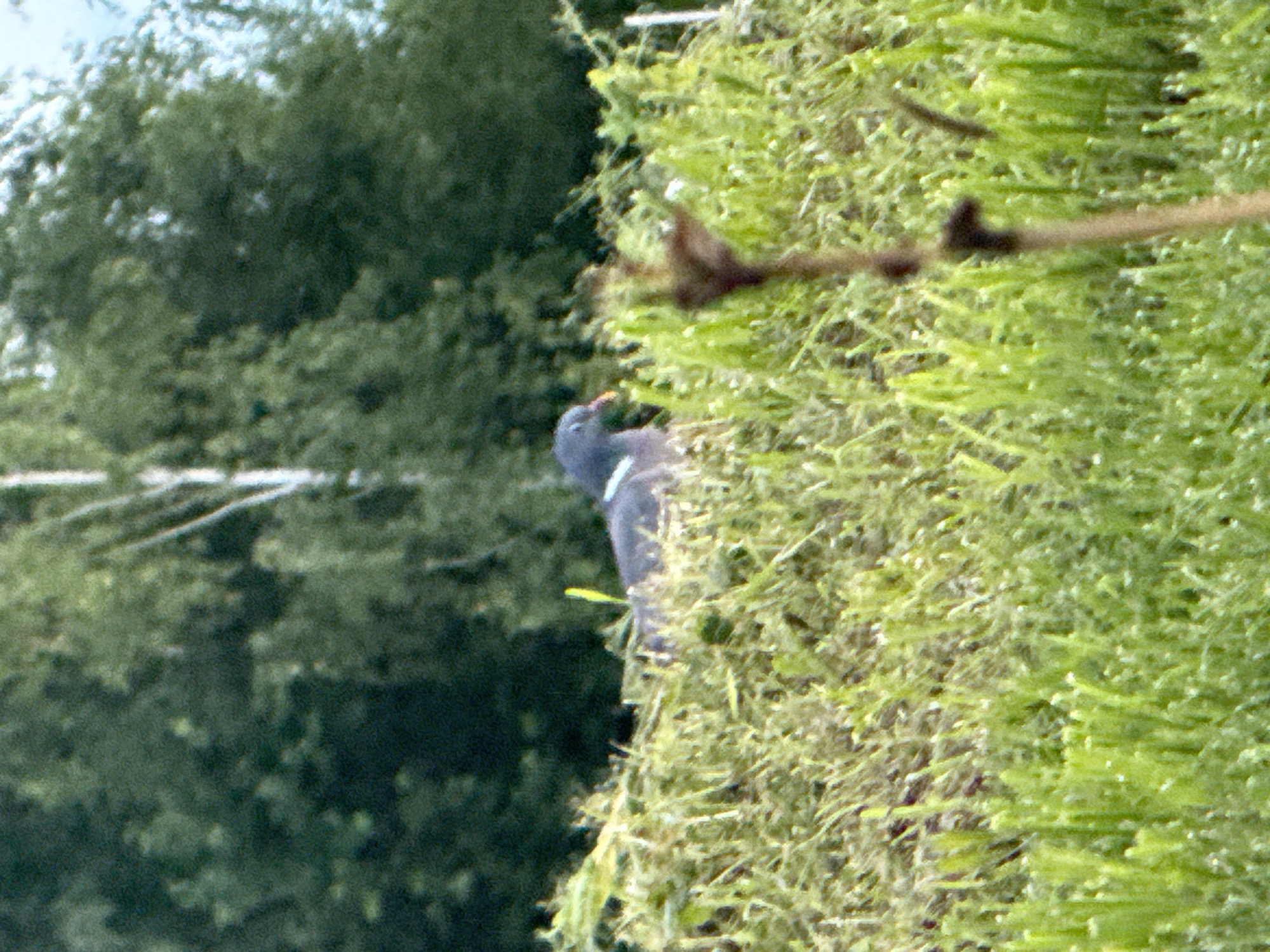 A single pigeon is perched in a grassy area, partially obscured by tall green grass and weeds. The pigeon, with its distinctive grey and purple plumage, is facing to the left. Behind the pigeon, a dense, out-of-focus green forest forms the backdrop. The scene appears to be an outdoor environment, possibly a park or a natural area. The location is specified as Galinė, Lithuania.