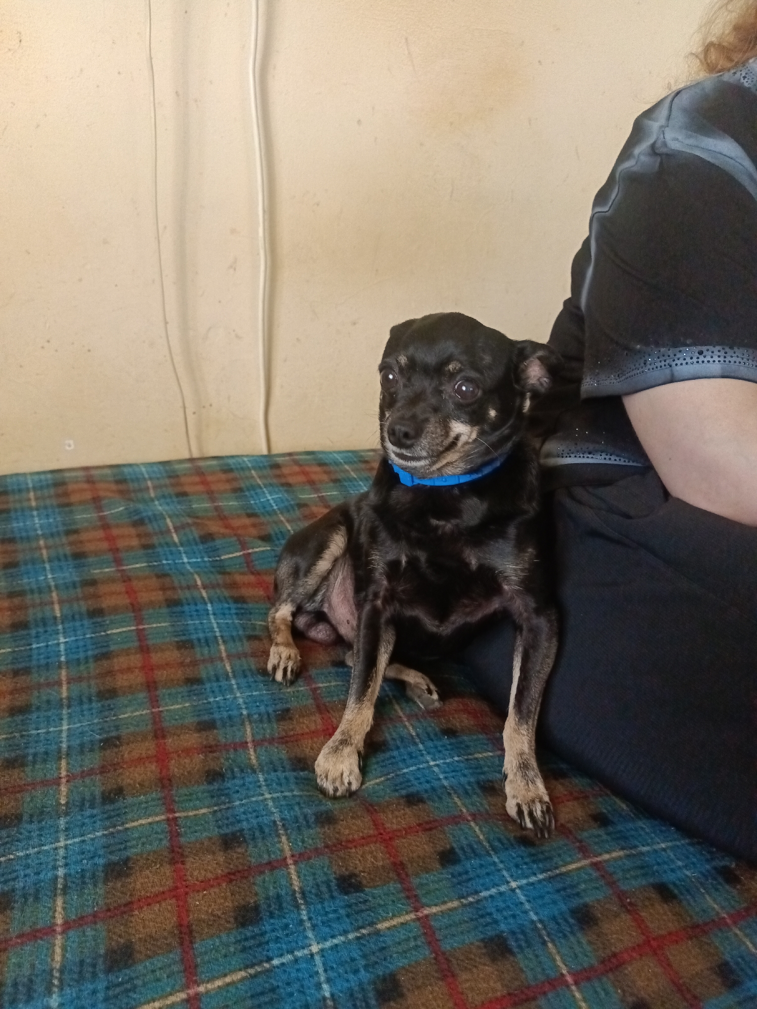 A small, black dog with tan markings on its face and paws sits on a blue, red, and brown plaid blanket. The dog is wearing a bright blue collar. To the right of the dog, a person's arm and shoulder are visible, clad in a black garment with decorative embellishments. The background consists of a light-colored wall with two thin, vertical lines, possibly electrical cords, running down it. The scene appears to be indoors, likely in a residential setting in Voskresenskiy, Russia.