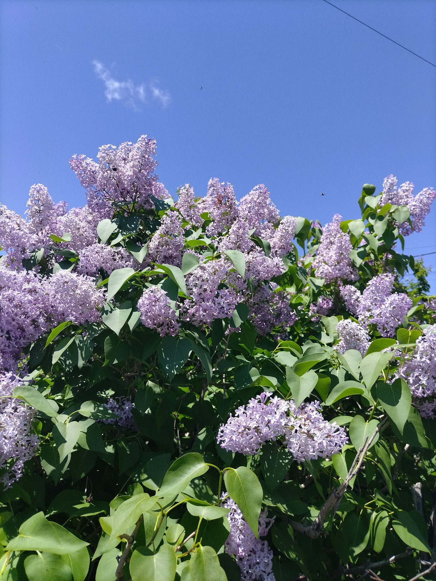 An outdoor, eye-level shot captures a lush, blooming lilac bush against a clear blue sky. The image is dominated by the vibrant purple-pink clusters of lilac flowers and their rich green, heart-shaped leaves, filling the bottom three-quarters of the frame. Strong sunlight casts distinct shadows through the foliage, highlighting the texture of the leaves and petals.
In the upper portion of the photograph, the sky is a brilliant, cloudless blue, save for a single, wispy white cloud centrally located. Several small, dark specks, likely insects such as bees or flies, are visible both among the flowers and in the sky, suggesting activity around the blossoms. A thin, dark line, possibly an overhead power line or telephone wire, cuts diagonally across the top right corner of the sky.
The scene conveys a bright, sunny day, likely during late spring or early summer when lilacs are in full bloom. The overall impression is one of natural beauty and the freshness of the season. There is no visible text in the image.