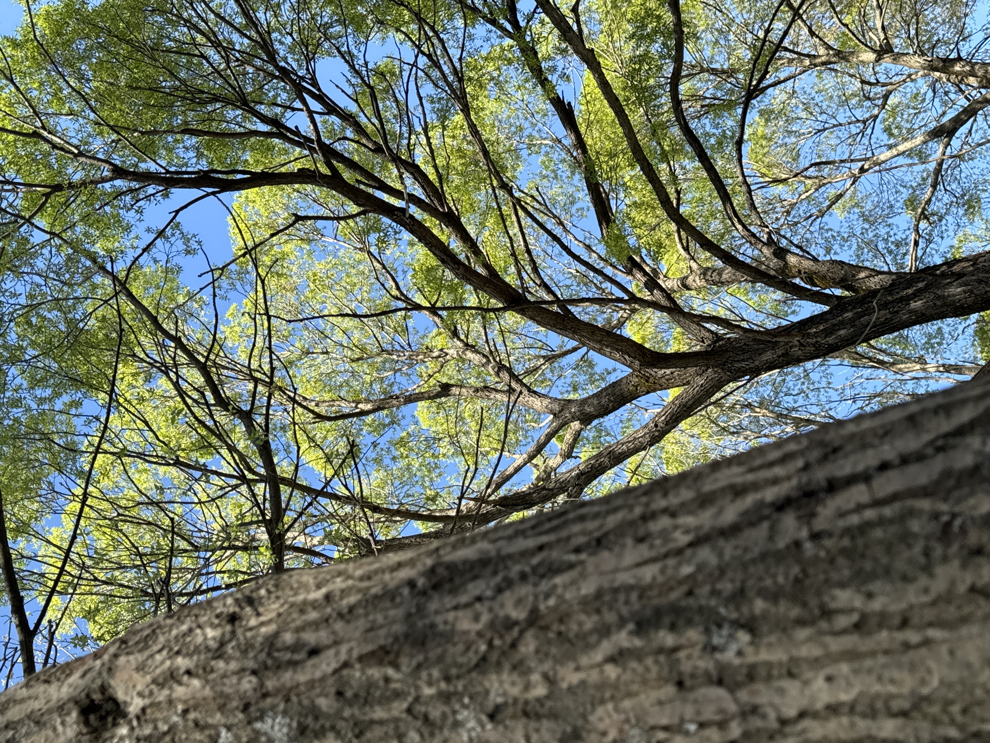 The image shows a low-angle view looking up into the branches of a tree with green leaves against a blue sky. The bark of the tree trunk is in the foreground, partially obscuring the view. The location is likely Chaikovsky, Russia based on the prompt's request.