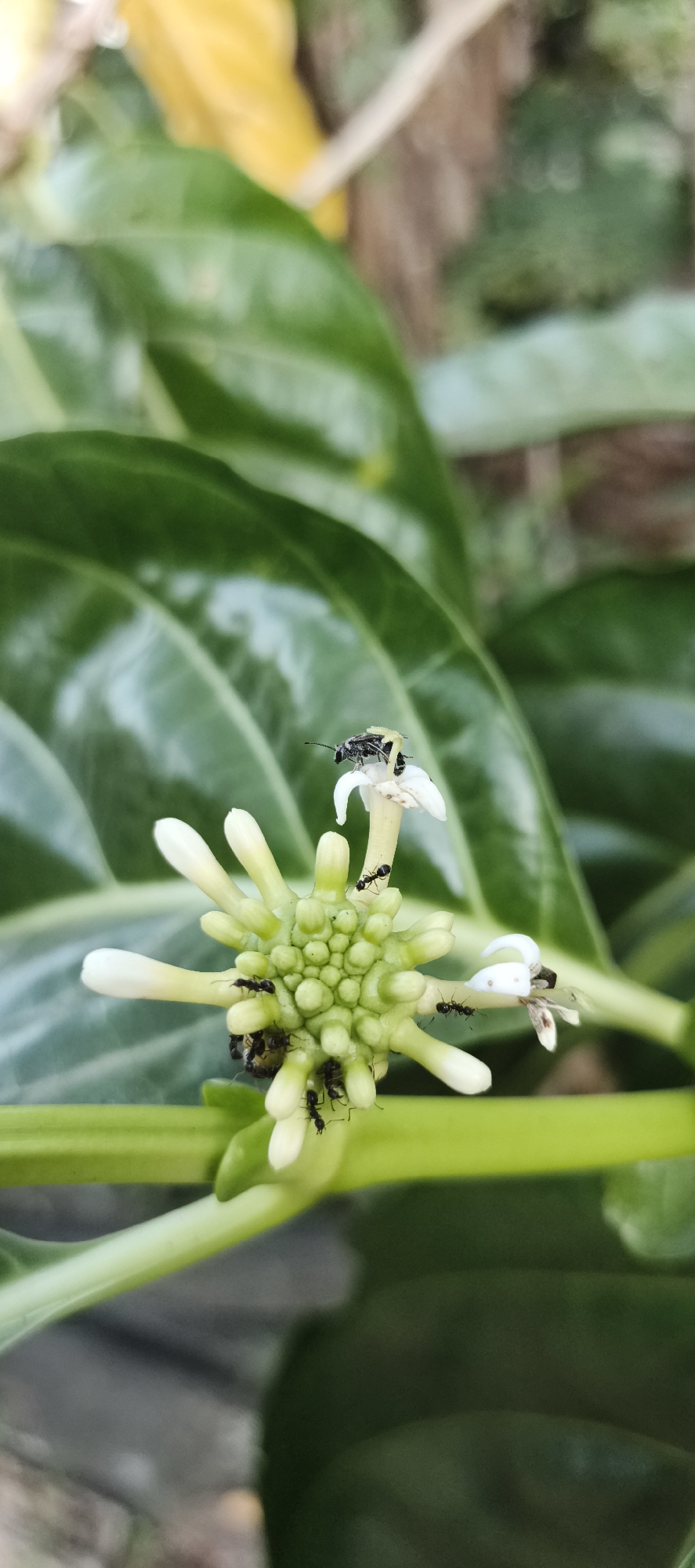 The image displays a close-up view of a cluster of small white and green flowers, likely from a Morinda citrifolia plant, with several ants actively crawling on and around them. One larger insect, possibly a beetle or fly, with a light-colored thorax, is perched on top of one of the white petals. The background consists of blurred green leaves and some hints of yellow and brown, suggesting an outdoor environment. The scene is captured in daylight, with soft lighting illuminating the subjects. The location is identified as Baru, Indonesia.
