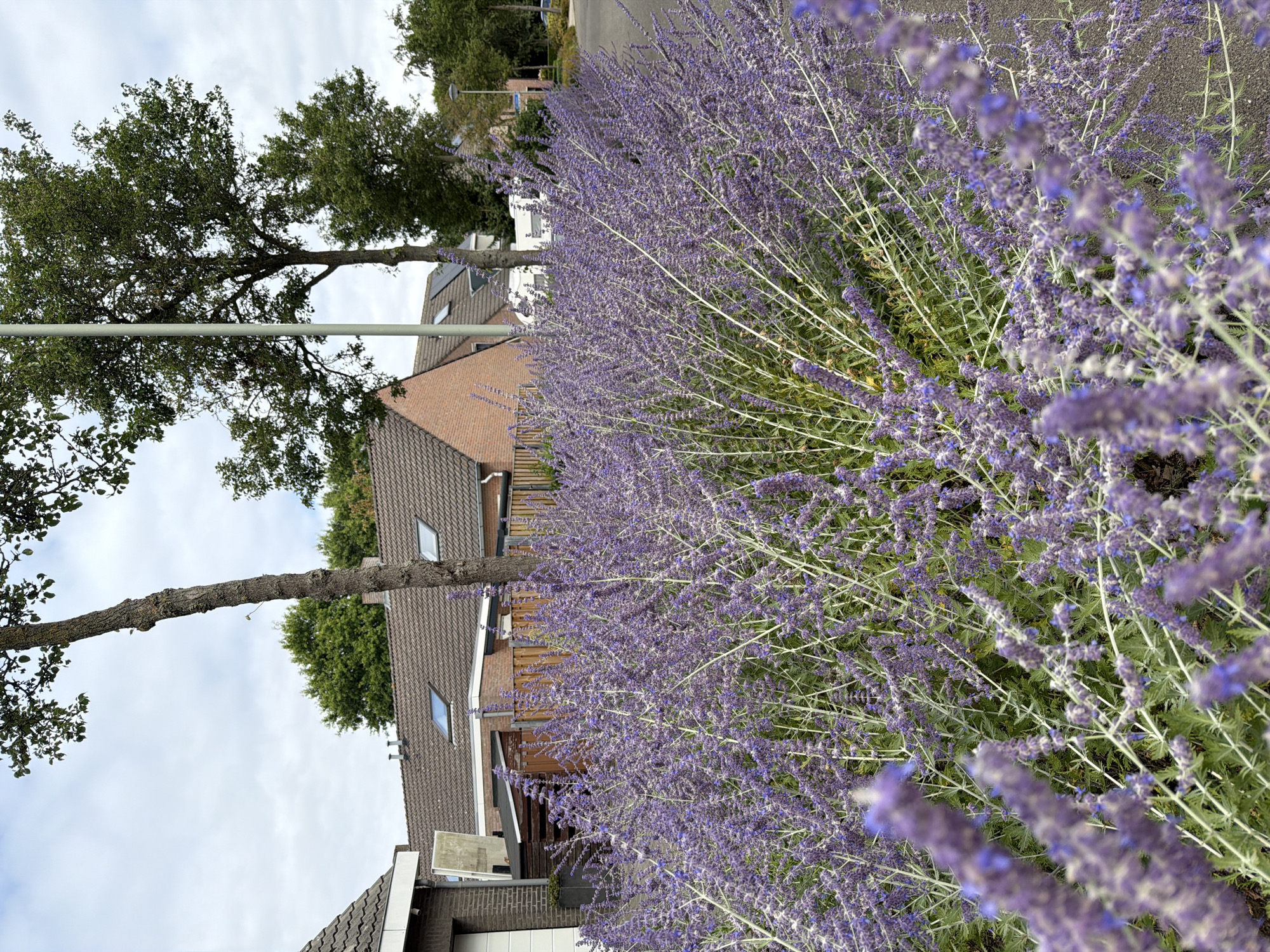 In Melick, Netherlands, an outdoor, daytime scene showcases a dense bush of purple Russian sage flowers in the foreground, extending from the lower left to the right of the frame. The flowers are out of focus in the foreground, with sharper details visible further back. Behind the flowering bush, a grey asphalt road curves to the right. To the left, a brick building with a white garage door and a detached wooden shed are visible, partially obscured by the foliage. Adjacent to the building is a light-colored, rectangular object leaning against it. Further back, a series of attached brick houses with dark tiled roofs and skylights are present. Two trees, one with a bare, thick trunk and another with denser foliage, stand between the houses and the sky. The sky is overcast with scattered clouds. A tall, light-colored utility pole is positioned to the right of the bare-trunked tree. In the distance, more trees and foliage line the street, and a white caravan is parked.