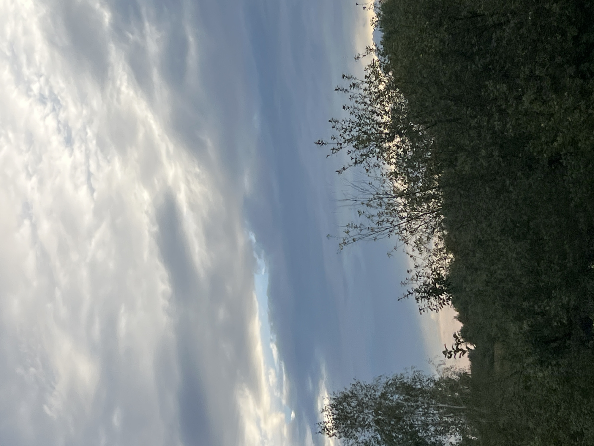 The image captures an overcast sky with dramatic clouds over a dense forest. In the foreground, dark green foliage of trees and bushes obscures the lower part of the scene. To the left, a tall, slender tree with lighter bark stands out against the darker vegetation. A strip of lighter sky is visible through a gap in the clouds, with hints of blue peeking through. The overall impression is of a natural landscape under a moody sky, likely taken during the day. The scene does not depict any people, specific structures, or identifiable landmarks that would indicate its precise location within Bol'shoi Oesh, Russia.