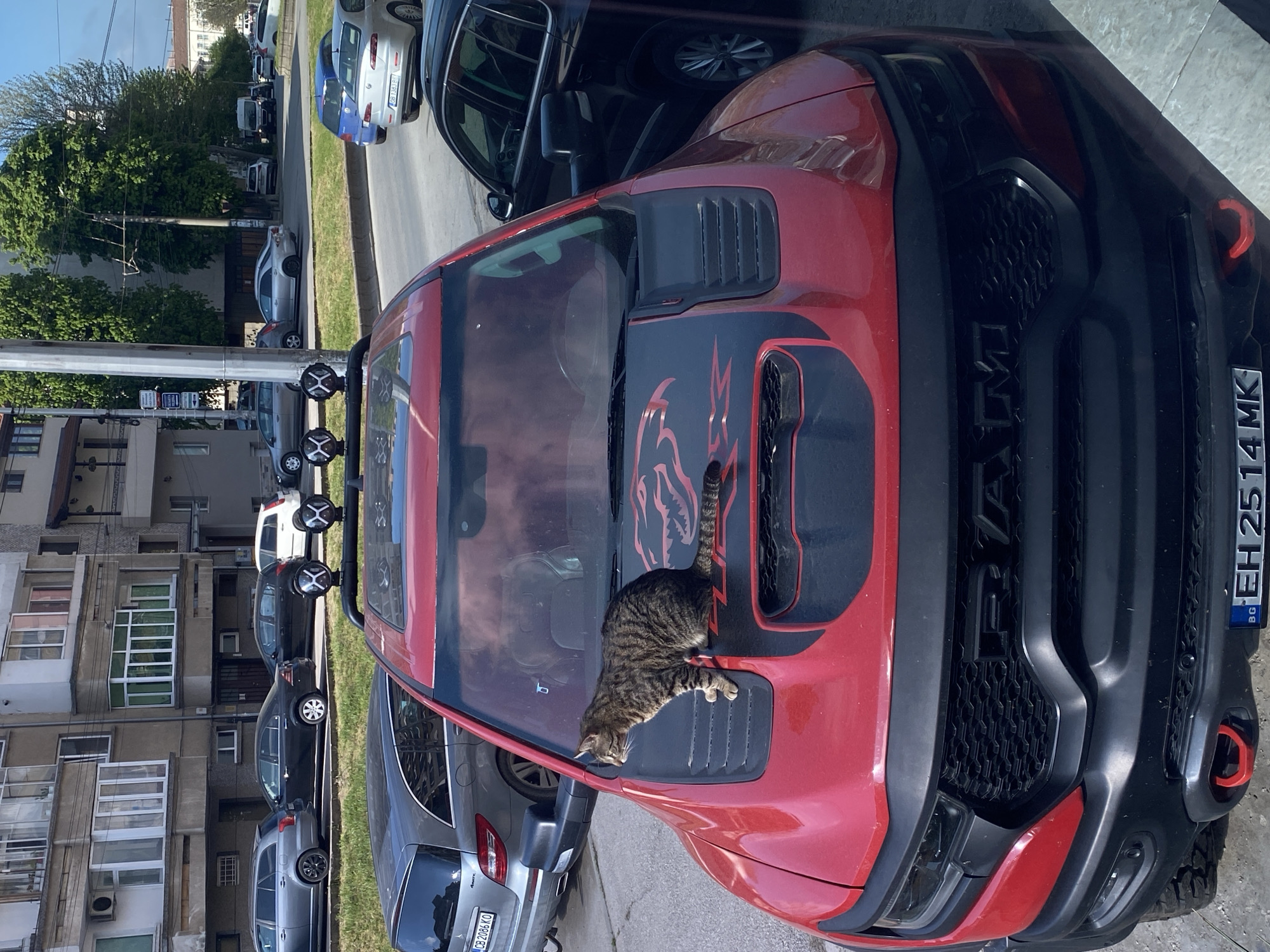 A tabby cat is lying on the hood of a red RAM truck with a black racing stripe, parked in the city of Pleven, Bulgaria. The truck has Bulgarian license plate EH 2514 MK. In the background, multiple cars are parked along the street. An apartment building stands in the background as well.