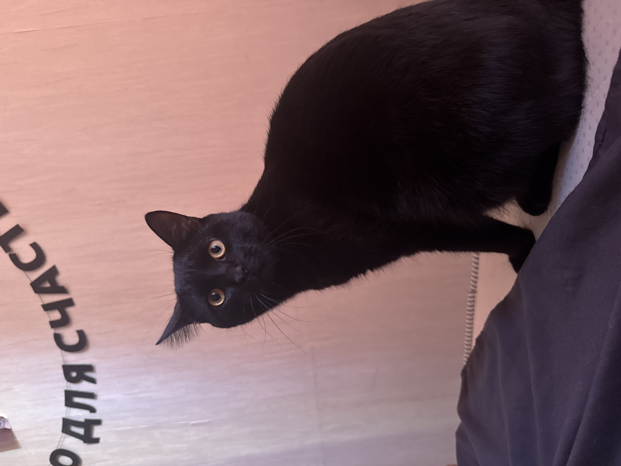 A black cat with yellow eyes is looking at the camera. The cat is next to a wall that has the words "О ДОБРЕ ДЛЯ СЧАСТЬЯ" written on it. The letters are black. The background is pink. The location is in the city of Chaikovsky, Russia. A dark blue/black fabric is also visible on the right side of the image.