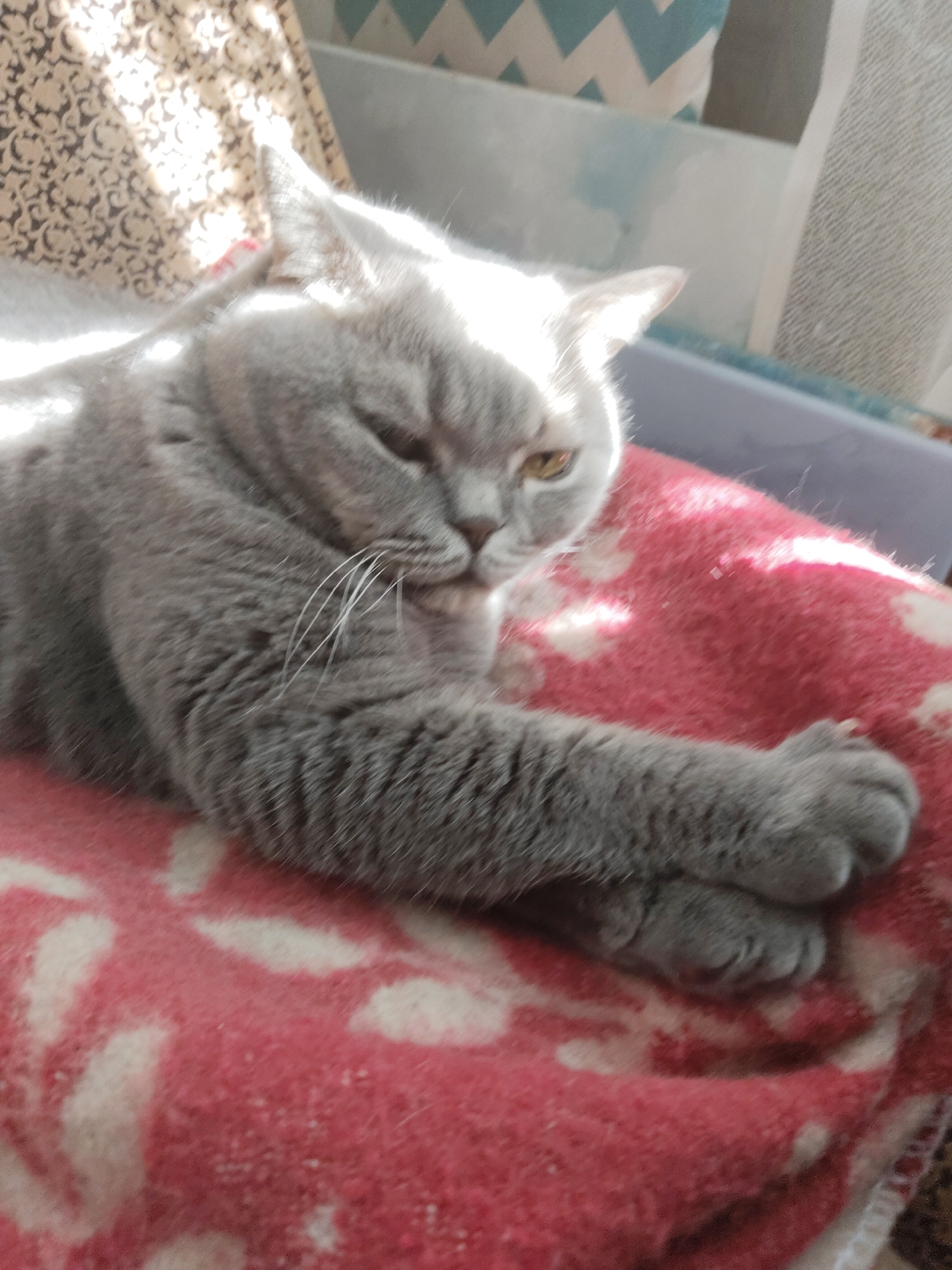 A gray cat rests on a pink blanket patterned with white hearts. The cat's paws are crossed. The scene is illuminated by sunlight. The location appears to be indoors.