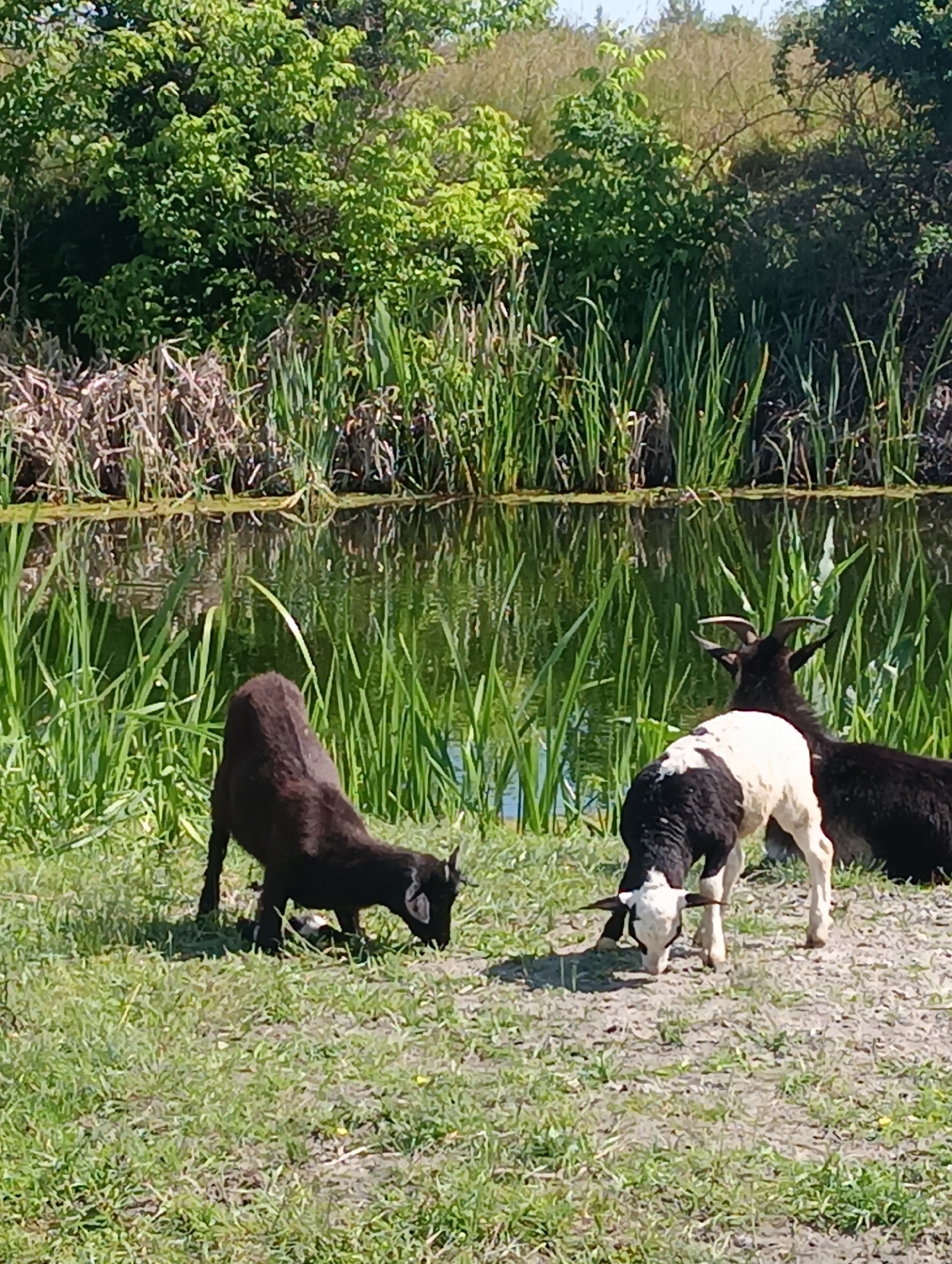 In this outdoor image, three goats are gathered near the edge of a body of water. The water is calm and reflects the lush green reeds and trees that surround it. The goats are on a patch of dry, sandy ground mixed with sparse green grass.
In the foreground, a small, dark-colored goat is bent down, appearing to graze on the grass. To its right, a young goat with a black and white coat is also grazing. Behind these two, another goat, mostly black with a white patch on its face and horns, is visible, facing away from the camera.
The background is dominated by dense green foliage and tall reeds, suggesting a natural, possibly rural or wild, setting. The water appears to be a pond, river, or canal. The sunlight suggests it is daytime, likely late morning or afternoon, with clear skies. There is no visible text in the image. The overall scene conveys a sense of peaceful coexistence between the animals and their natural environment.