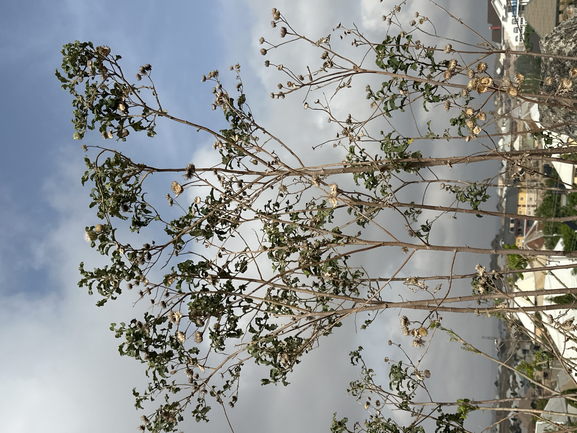 The image shows a view of a plant with dry, spiky seed heads and sparse green leaves against a cloudy sky. The plant's branches are brown and angular. In the background, there are buildings suggestive of a city, but the architectural details are indistinct. The scene appears to be shot from a low angle looking upwards, possibly from a rooftop or elevated position. The image doesn't show specific elements to associate it with the city of Barakin Akawo, Nigeria. The focus is on the plant and the cloudy sky behind it.
