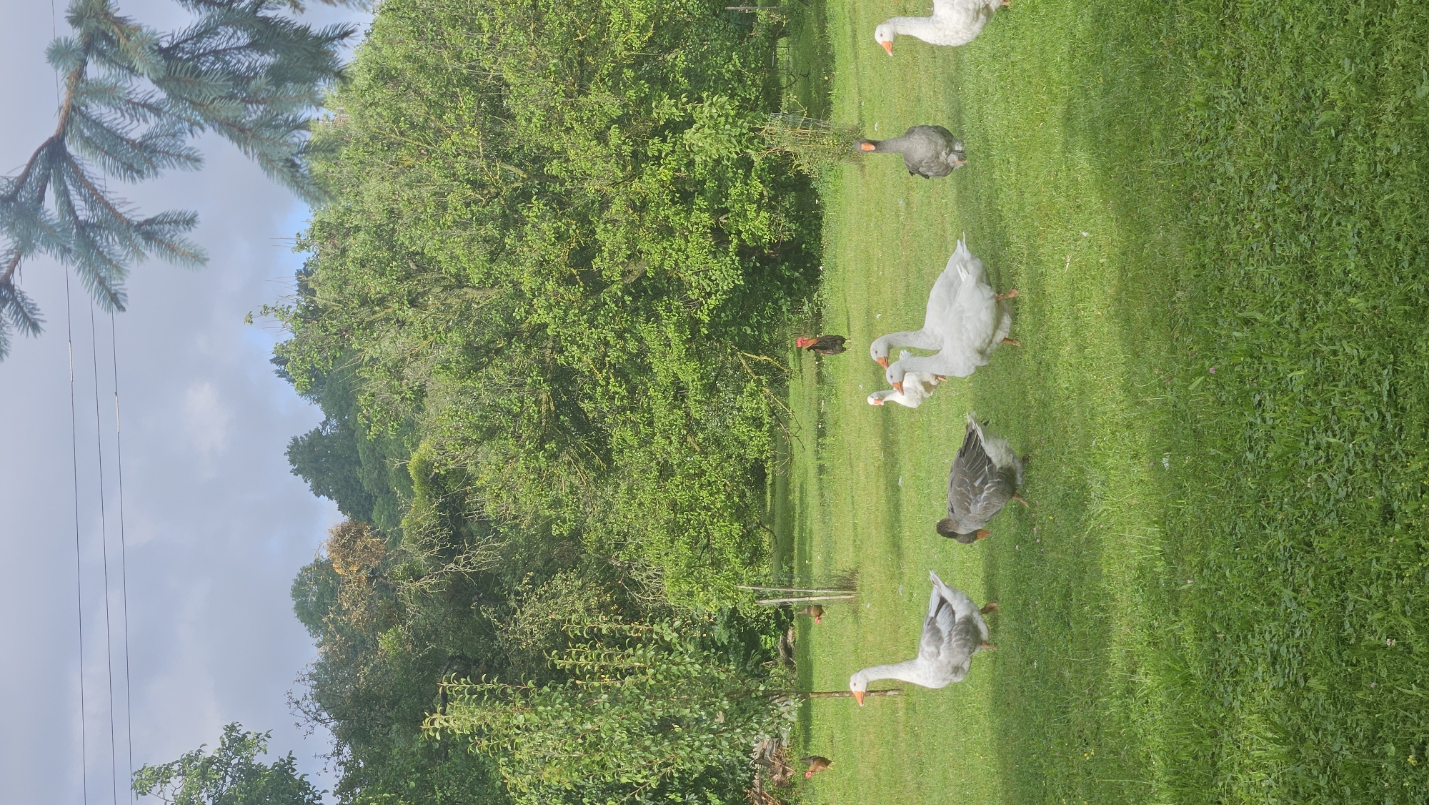 The image depicts a rural outdoor scene with a flock of geese and chickens on a grassy lawn. Several white and grey geese are present, along with at least two chickens, one of which is a dark rooster. They are scattered across the lawn, with some geese standing and others appearing to forage. The background consists of lush green trees and foliage, suggesting a natural or park-like setting. The sky is partly cloudy. The image does not provide any specific landmarks or details that would allow for identification of the location within the city of Prešov, Slovakia.