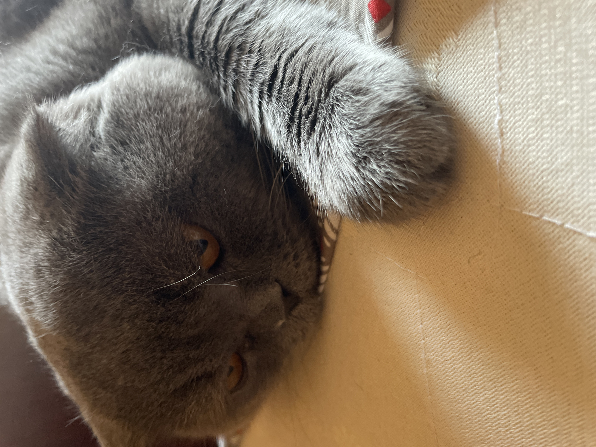 A gray cat with amber eyes is lying on a textured light brown surface. The cat's head is tilted, and a paw is visible. There is a red and white striped object near the cat's head.