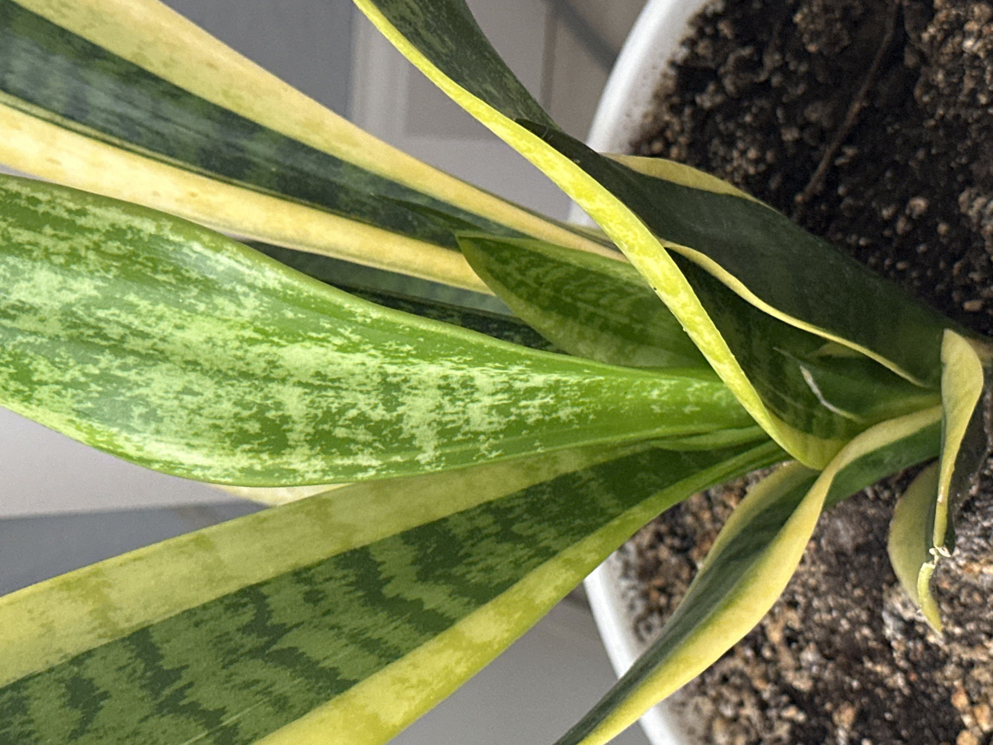 The image is a close-up, overhead shot of a snake plant with variegated leaves, showing vibrant greens and yellows. The leaves are upright and sword-shaped, with some showing mottling and striping. The plant is potted in dark soil, and a portion of a white pot is visible. The background is blurred, suggesting an indoor setting with a light-colored wall or surface. There are no people or animals present, and no recognizable landmarks or environmental features that would indicate a specific location in Nevinnomyssk, Russia. The image focuses solely on the plant itself.