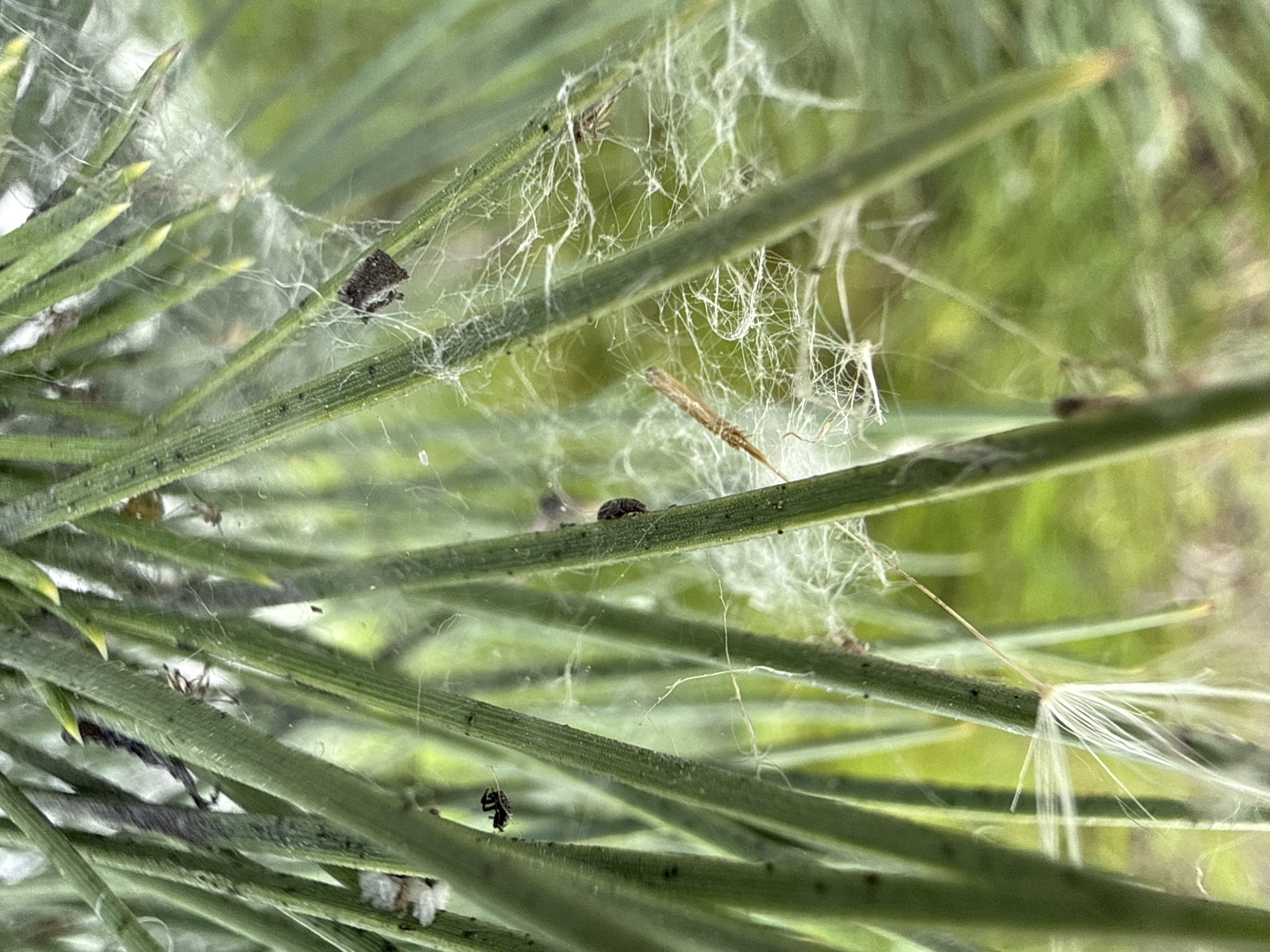 A close-up, macro outdoor shot captures green, needle-like plant foliage, likely from a conifer or similar plant, heavily enmeshed in a dense, intricate white web. This extensive webbing, resembling spider silk, crisscrosses between the needles.
Visible within and on the web are several small, dark-bodied creatures, appearing to be spiders or insects such as spider mites. One small, dark oval-shaped insect rests on a needle, while another, irregularly shaped, hangs suspended from a web strand. Multiple other tiny, spider-like figures are also discernible amidst the white filaments.
The web has ensnared various pieces of plant debris. Most notably, a distinct fluffy, white seed head, characteristic of a dandelion or similar plant, is caught on a needle near the bottom right, its delicate parachute fibers spread out. Other smaller, dark fragments and potential egg sacs or clusters of debris are also visible clinging to the needles and within the web.
The background is a soft, out-of-focus blur of green vegetation, indicating a natural, outdoor setting during daytime. No people are present, and there is no visible text. The widespread webbing suggests a significant presence of web-producing organisms on the foliage.