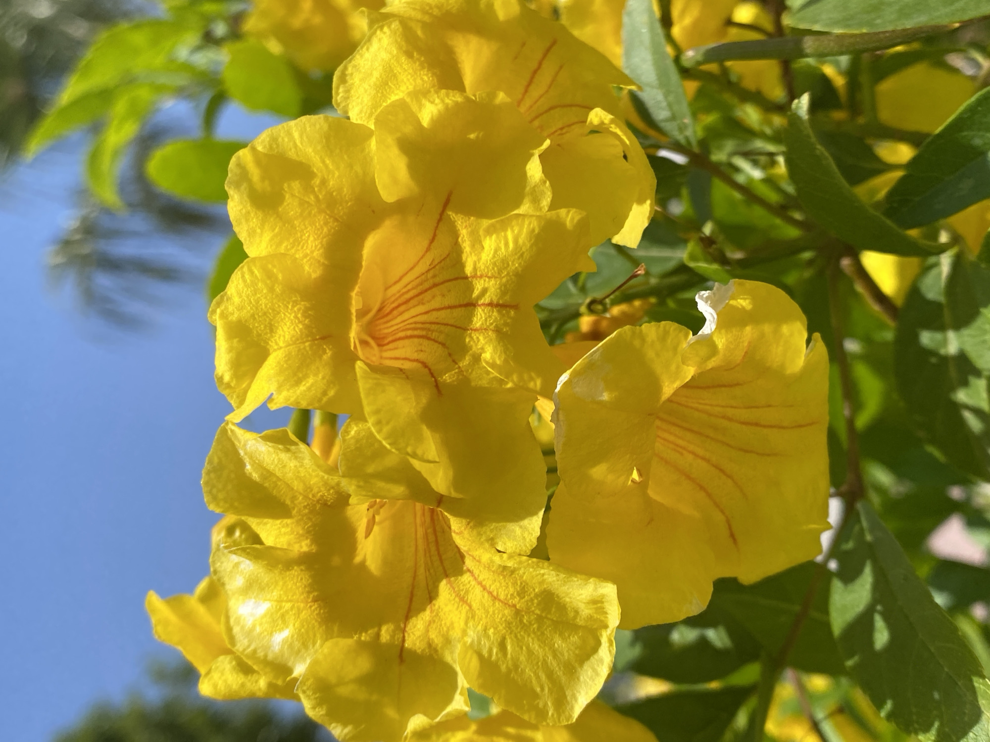 A close-up photograph shows a cluster of bright yellow trumpet-shaped flowers with delicate red vein-like markings on the inside of the petals. Green leaves are visible surrounding the flowers. The background includes a clear blue sky and hints of blurred green foliage. The location is likely a garden or natural environment in Alanya, Turkey, given the context of the request.