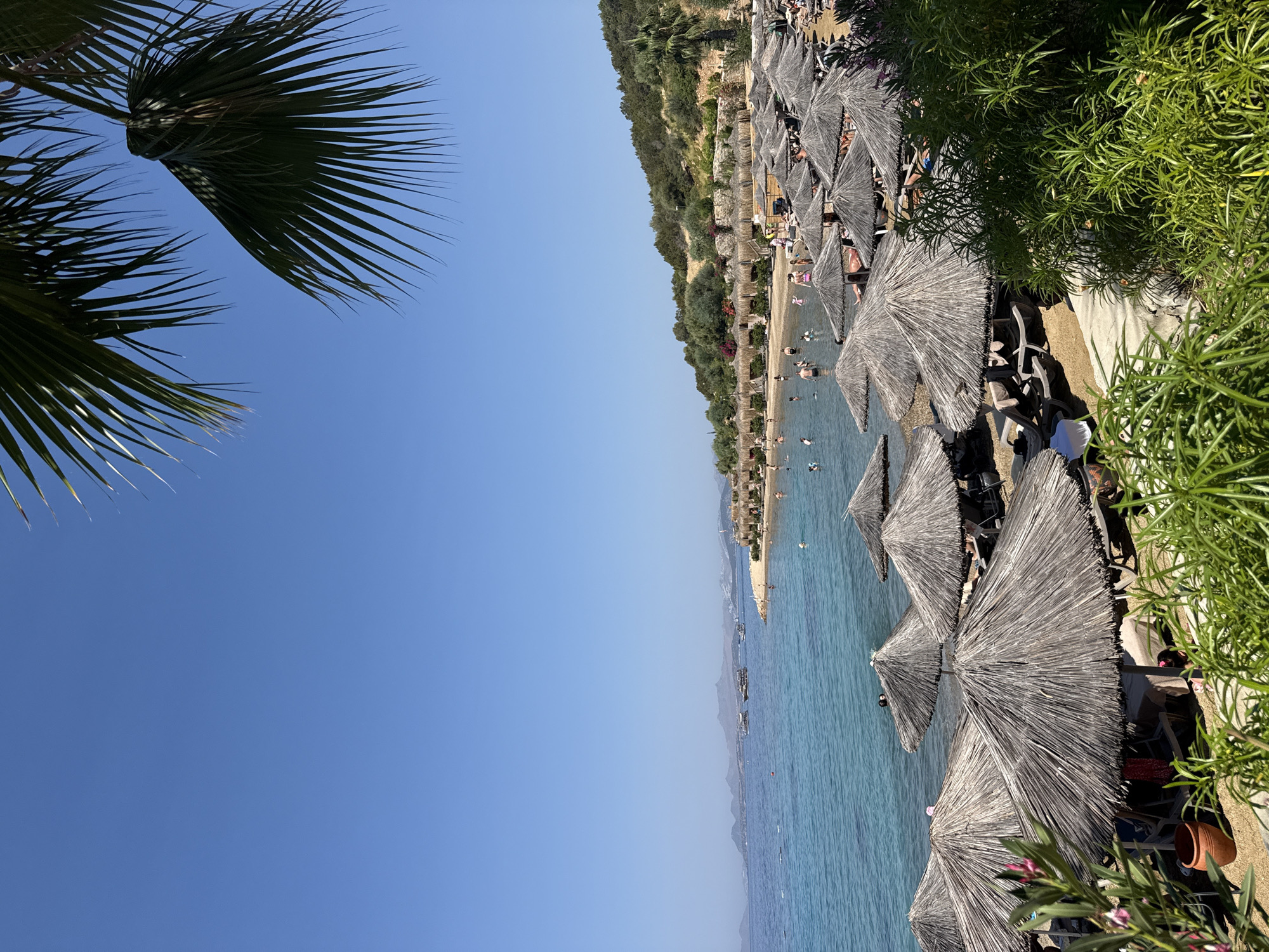 A beach scene in Bodrum, Turkey, is depicted under a clear blue sky. Palm fronds are visible in the upper right and left corners of the image, framing the view. The foreground is filled with numerous thatched umbrellas casting shadows on the sand, with lounge chairs situated beneath some of them. Lush green foliage and a terracotta pot are also in the foreground.
The turquoise water of the sea stretches across the middle ground, with several people swimming and a few boats anchored in the distance. The shoreline is lined with more thatched-roof structures and a gently sloping, tree-covered hill forms the background. The beach appears to be a resort area, with many sunbathers visible under the umbrellas and in the water. The overall atmosphere is one of a sunny, relaxed day at the beach.