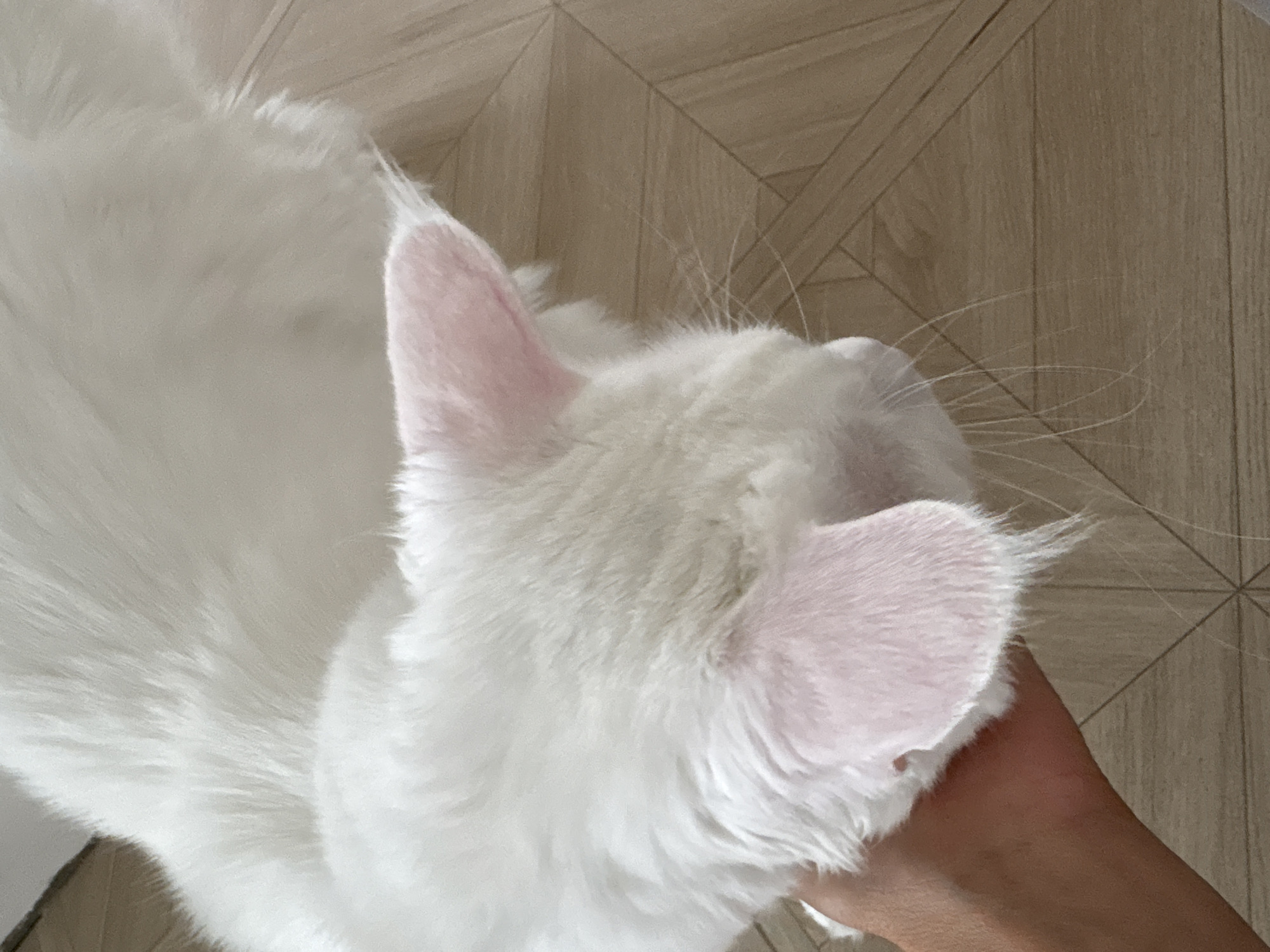 A close-up, overhead shot depicts a predominantly white, long-haired cat. The cat's head, turned slightly to the right, is being held by a human hand visible in the lower right corner of the frame. The cat has pink inner ears and long, white whiskers. The background consists of a wood-patterned floor. The location and city of Ембаево, Russia is not inferable from the image.
