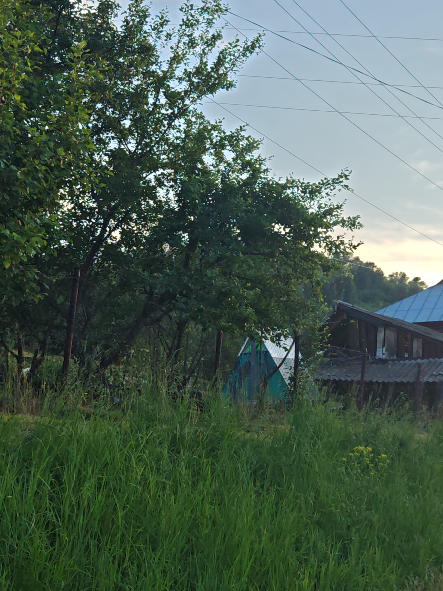 The image depicts an outdoor scene with lush green grass in the foreground, obscuring the ground level. Behind the grass, a dense arrangement of trees with dark green foliage dominates the left and central portions of the frame. Interspersed among the trees, a weathered fence made of thin posts and wire mesh is visible. In the mid-ground, slightly to the right of center, a small, geometric structure with white and teal panels is partially visible. Further to the right and slightly behind the structure, a portion of a building with a dark wooden exterior and a blue-tiled roof is present, with a section of a corrugated roof in front of it. The background features a gentle, tree-covered hill under a pale sky with scattered thin clouds and visible power lines crossing the upper portion of the image. The lighting suggests either early morning or late evening. The scene is likely located in a rural or semi-rural area, possibly on the outskirts of the city of Altayskoye, Russia, given the presence of residential structures and natural vegetation. There are no people or animals visible in the image.