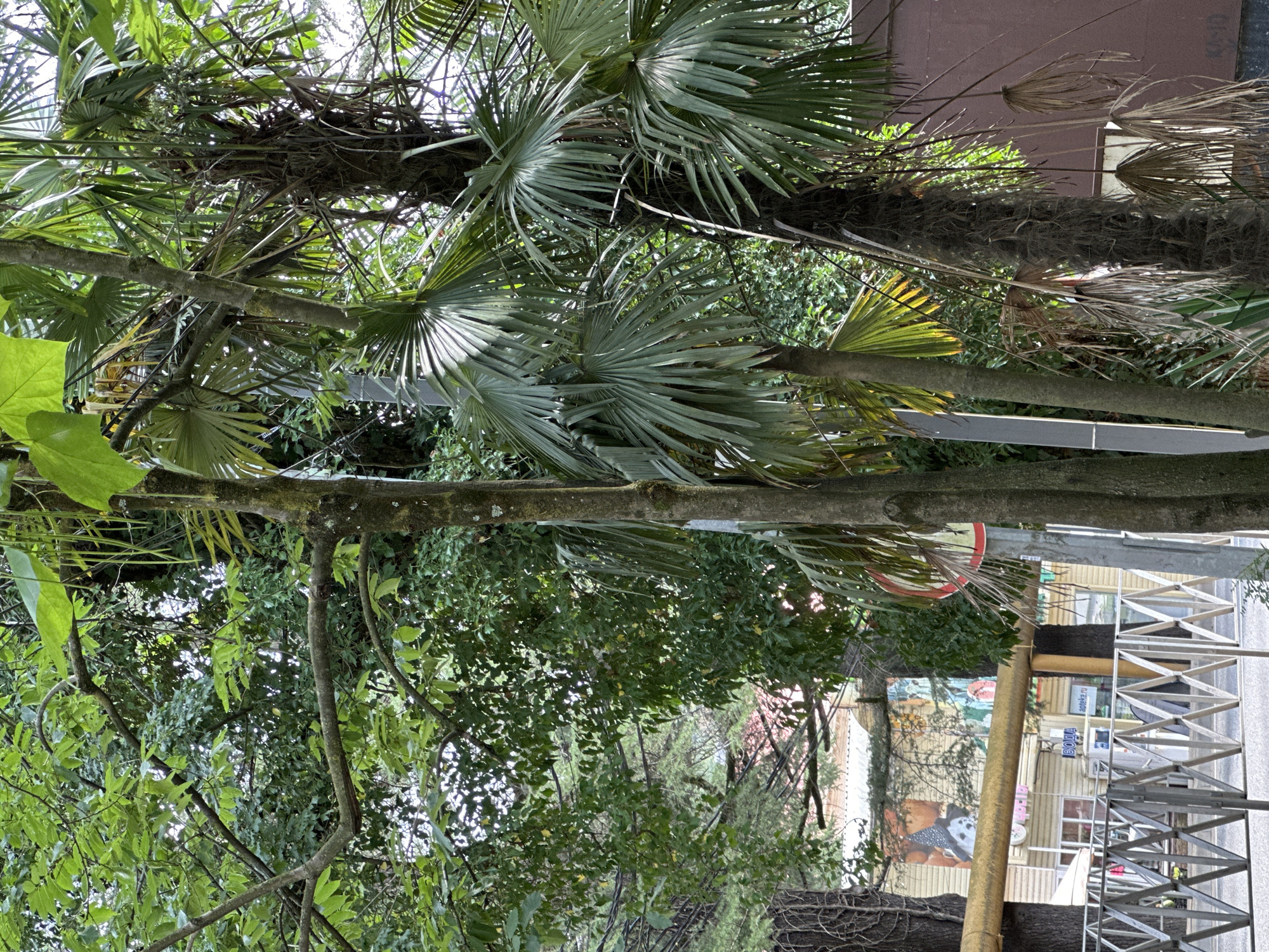 In Sochi, Russia, a roadside scene is depicted with lush greenery and urban elements. Two palm trees with large, fan-shaped fronds dominate the foreground, their trunks textured and dark. Behind them, a dense canopy of deciduous trees with vibrant green leaves creates a natural backdrop. Partially visible through the foliage are signs of urban infrastructure, including a brown building with windows and what appears to be a mural on its side. A yellow pipe runs horizontally across the image, supported by the trunks of trees. In front of the building, a metal fence with a diamond pattern extends across the lower portion of the frame. A red and white circular sign with a diagonal line is mounted on a pole. The overall impression is a blend of natural beauty and the built environment typical of a coastal city.