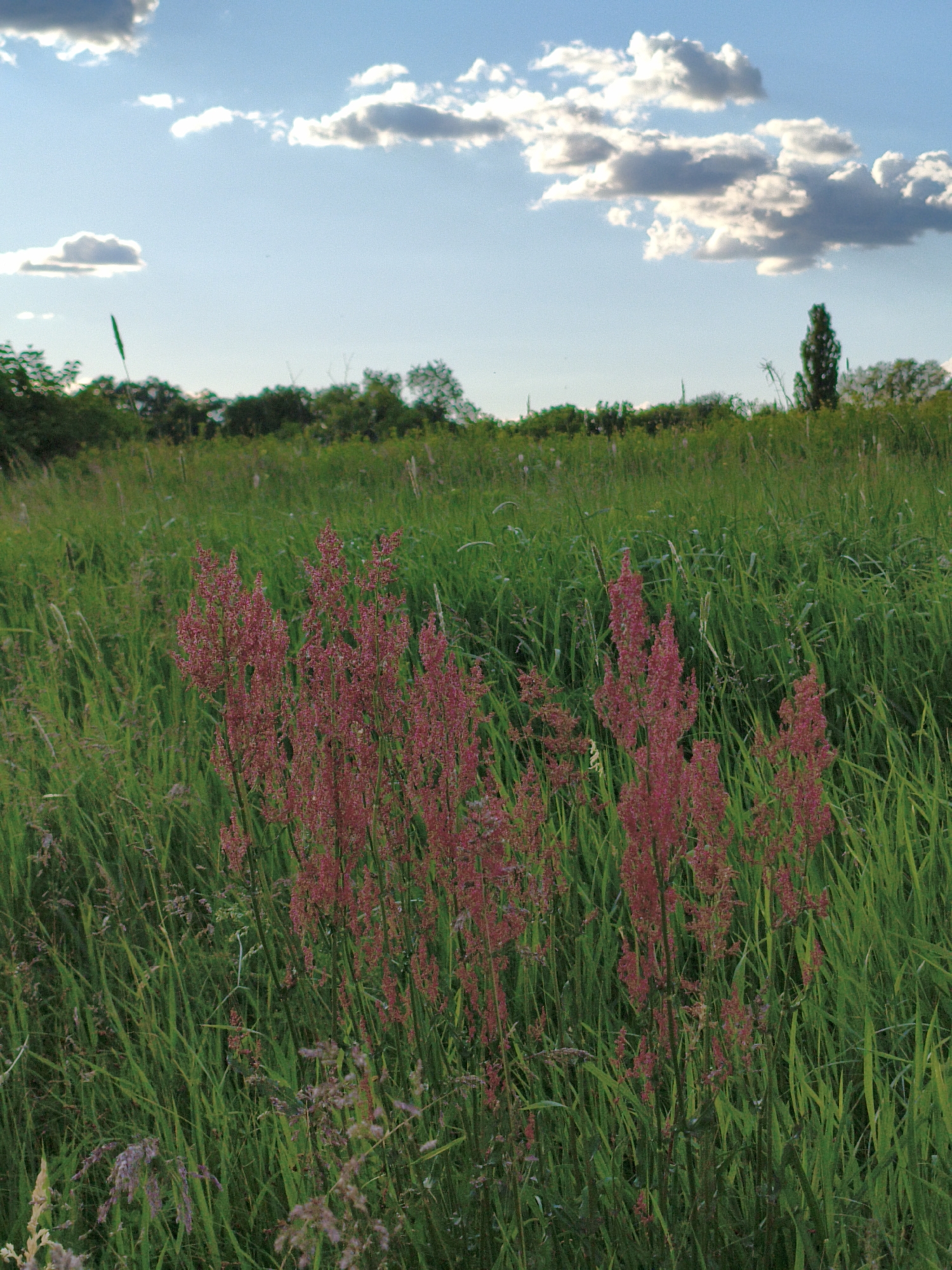 The image shows a grassy field with tall, green grass and clusters of pink or red flowering plants in the foreground. The sky above is blue with scattered white clouds. In the background, a line of trees and shrubs is visible along the horizon. The location is a natural, undeveloped area in the city of Unknown, Unknown. There are no people present in the scene.