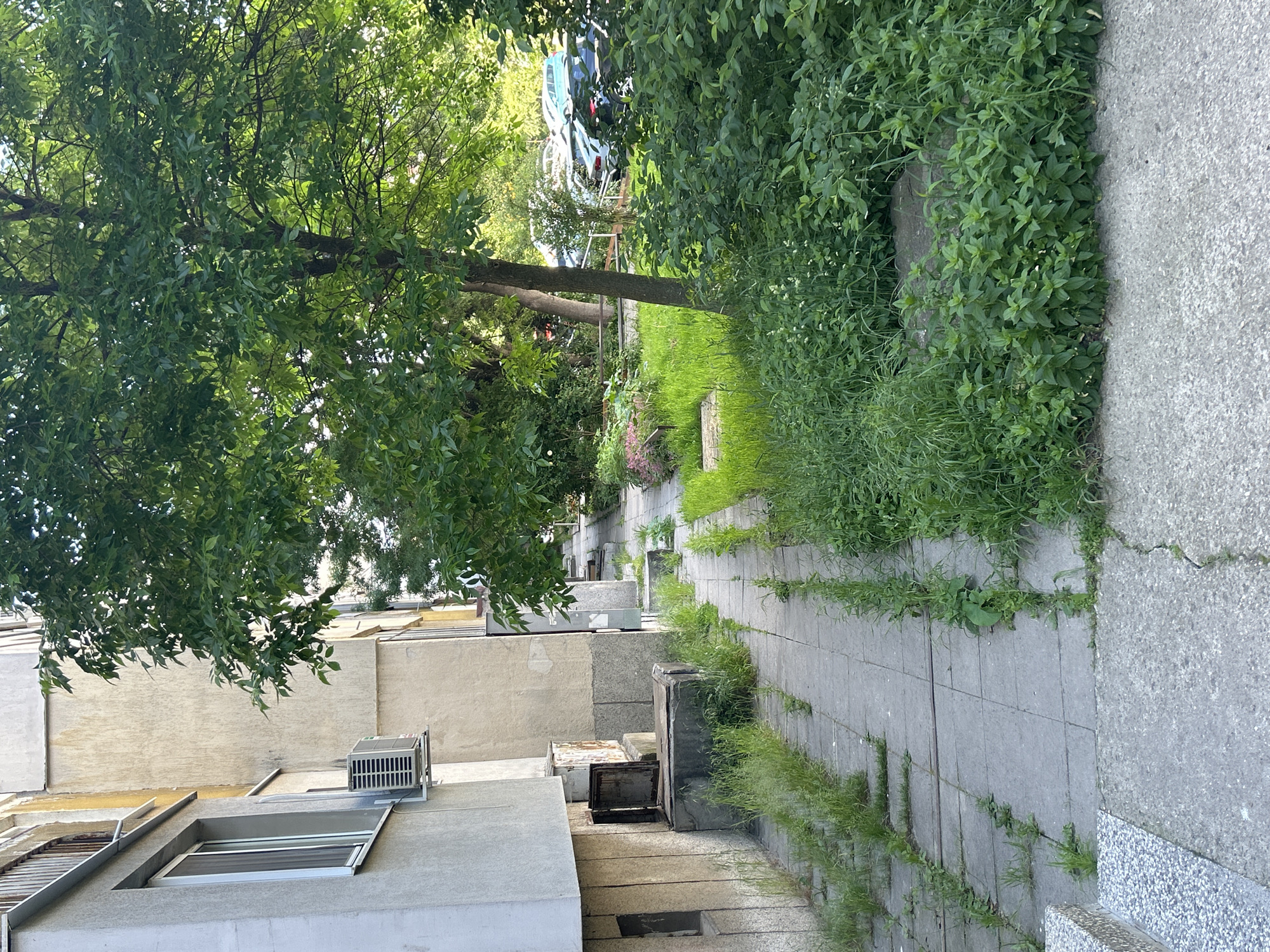 The image captures a narrow, paved walkway running alongside a building, partially obscured by overgrown vegetation. The building's facade is visible on the left, featuring a window, an air conditioning unit, and various architectural protrusions. The walkway is made of rectangular paving stones, with grass and weeds growing in the cracks and along the edges. Lush greenery, including bushes and a large tree, overhangs the path, creating a sense of enclosure. In the distance, cars are faintly visible, suggesting an urban environment. The location is an alley adjacent to a building, in the city of Unknown, Unknown.