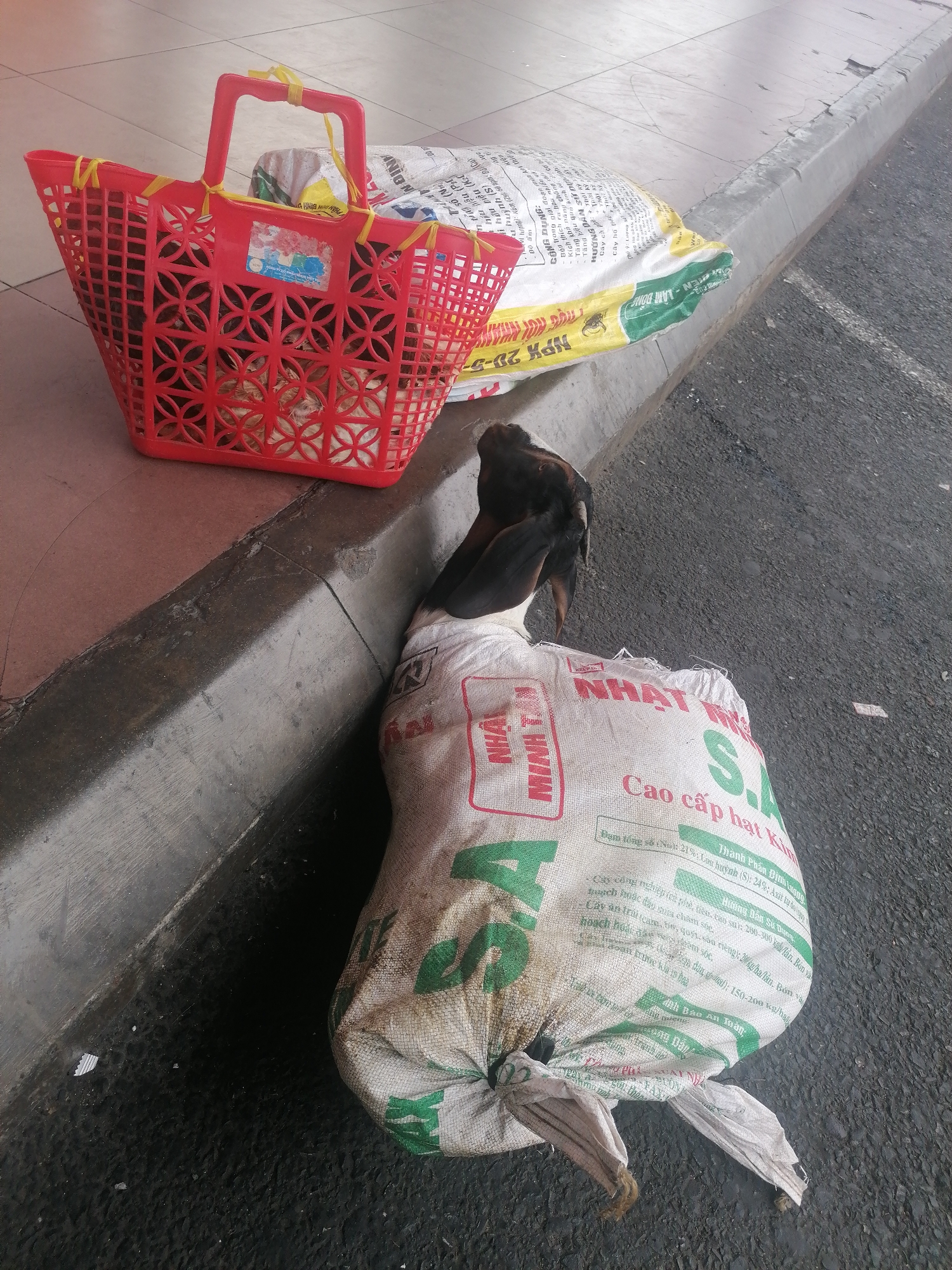 Here is a forensic description of the image:
The image captures a street scene in what appears to be Da Lat, Vietnam. Positioned along the curb is a red plastic shopping basket containing live chickens. Next to it is a large white woven sack with Vietnamese text; the sack is tied off at the top and bottom. Seated on the sack is a dark-colored goat with long ears. Behind the basket and the sack containing the goat is a large yellow and white bag with green accents, also marked with Vietnamese text. The setting is an urban street with a concrete curb and asphalt road surface. The lighting appears to be diffused daylight, suggesting an overcast or shady environment. The objects present suggest a local market or transport of livestock for sale or personal use.