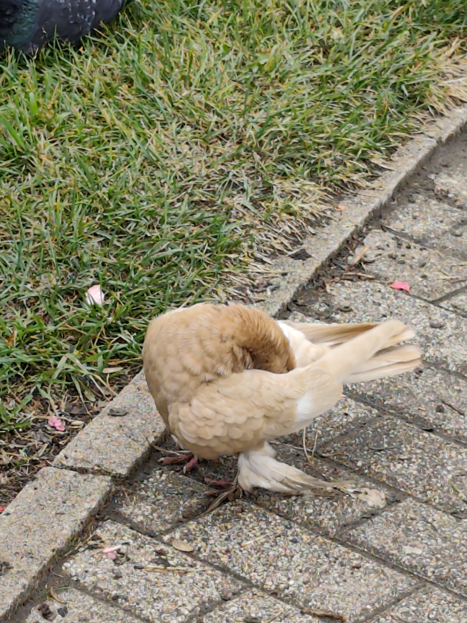 A light brown pigeon is preening on a paved walkway next to a grassy area. The pigeon's head is tucked into its body, obscuring its face. Its tail feathers are fanned out slightly, and its feet are visible on the textured pavement. In the background, green grass is interspersed with dry patches and some brown leaves. A small pink petal is visible on the grass to the left of the pigeon, and another to the right on the pavement. The pavement is made of rough, multi-colored stones. The lighting suggests it is daytime, possibly overcast. The overall scene is outdoors, likely in an urban or park setting within the city of Chaikovsky, Russia.