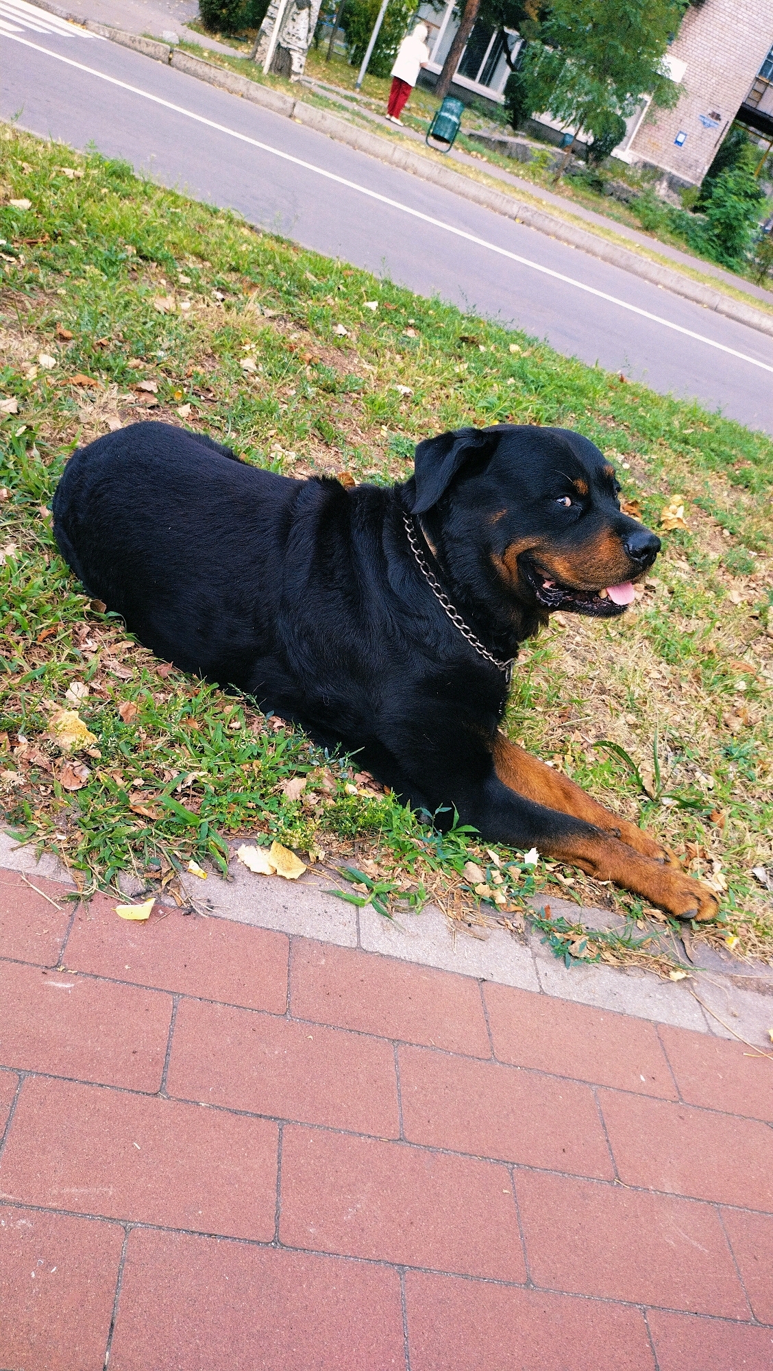 A Rottweiler lies on a grassy verge beside a red brick sidewalk. The dog is black with tan markings on its face, chest, and paws, and wears a silver chain collar. Behind the dog, a paved road with white lane markings stretches into the distance. A person in a white jacket and red pants stands on the opposite side of the road near a green trash can. Trees and buildings are visible in the background. The scene appears to be a street in Horishni Plavni, Ukraine, during the daytime.