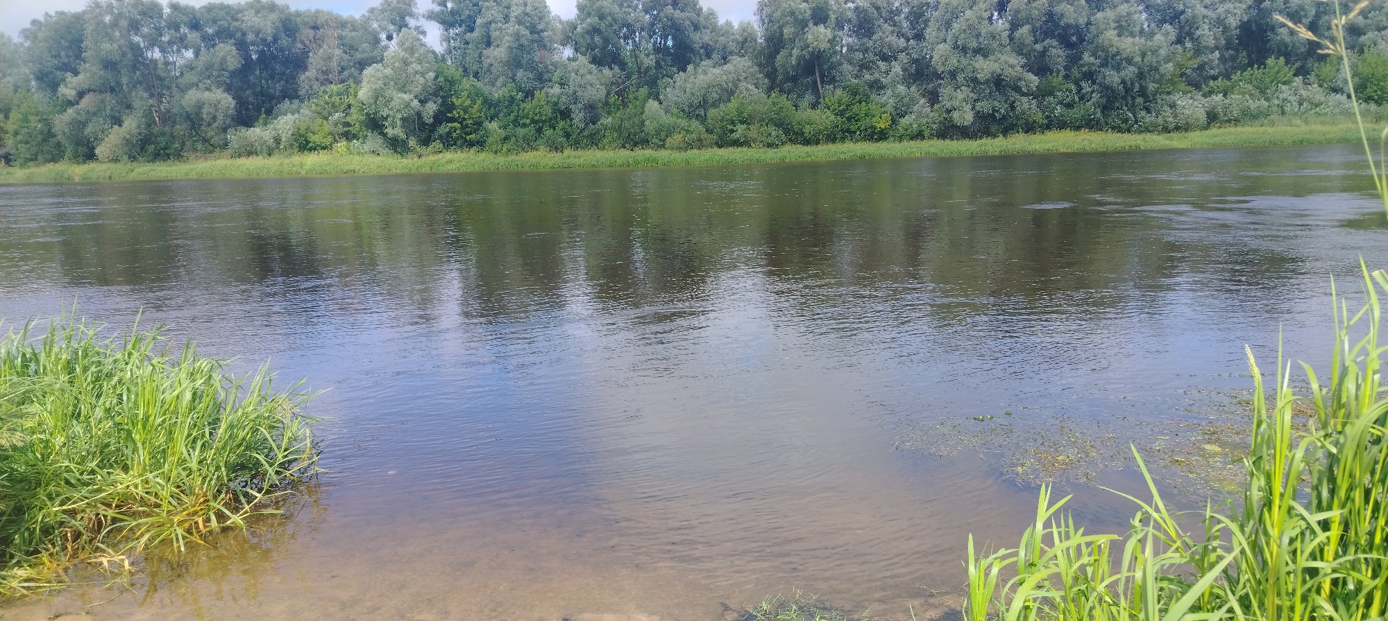 This is a wide-angle, eye-level, outdoor, daylight photograph of a riverbank scene. The scene depicts a wide, calm river flowing from left to right across the frame, with a dense line of green trees and vegetation forming the opposite bank. In the foreground, on the right and left sides of the image, are clusters of tall green grass and reeds growing at the water's edge. The water is murky and reflects the sky and the trees on the far bank. The sky is overcast with a soft, diffused light. The overall impression is one of natural serenity. There are no people or animals visible in the image. The location is identified as the city of Svietlahorsk, Belarus.