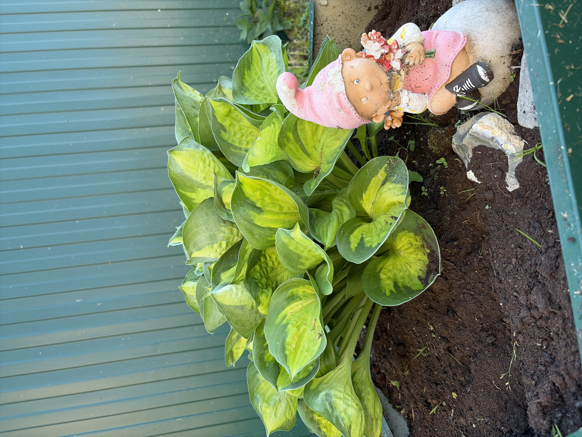 In a garden setting, a garden gnome figurine sits on a grey rock next to a hosta plant. The gnome is wearing a pink hat and a pink dress, and it is holding a bouquet of flowers. The hosta plant has large, variegated green and yellow leaves. The background is a teal-colored corrugated metal fence. The scene appears to be outdoors, likely in a residential area.