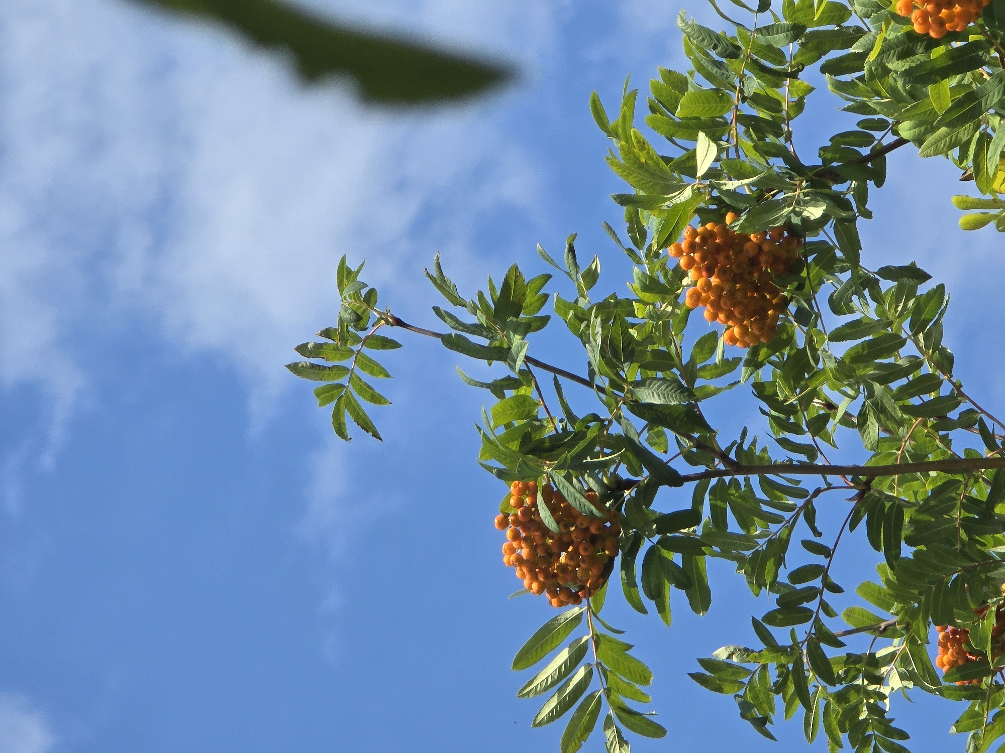 A low-angle outdoor shot captures the vibrant green foliage and bright orange berries of a rowan tree against a clear blue sky with wispy white clouds. The branches and leaves are sharply in focus, particularly a cluster of berries to the left and another to the right. A blurred green leaf is visible in the upper right corner, hinting at other parts of the tree or nearby foliage. The setting appears to be a bright, sunny day. The image has been identified as being located in Sofiivska Borshchahivka, Ukraine.