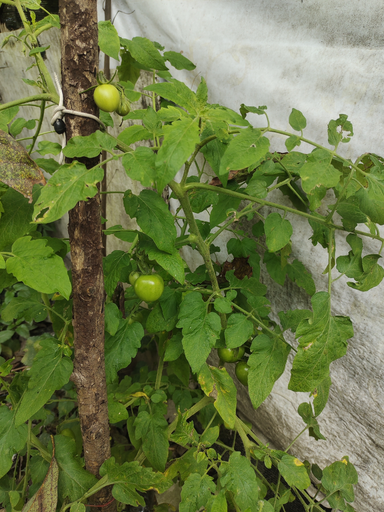 The image shows a close-up view of a tomato plant with several green tomatoes, some still developing. The plant is supported by a rough, wooden stake to which it is tied with a white rope and a small black object. The leaves of the tomato plant are various shades of green, with some showing signs of damage or discoloration. In the background, there is a textured, off-white material that appears to be some kind of fabric or sheeting. The scene suggests an outdoor garden setting, possibly in a residential area or a small farm. The specific location in Cintadamai, Indonesia is not discernible from the image itself, as no landmarks or identifying features are visible.