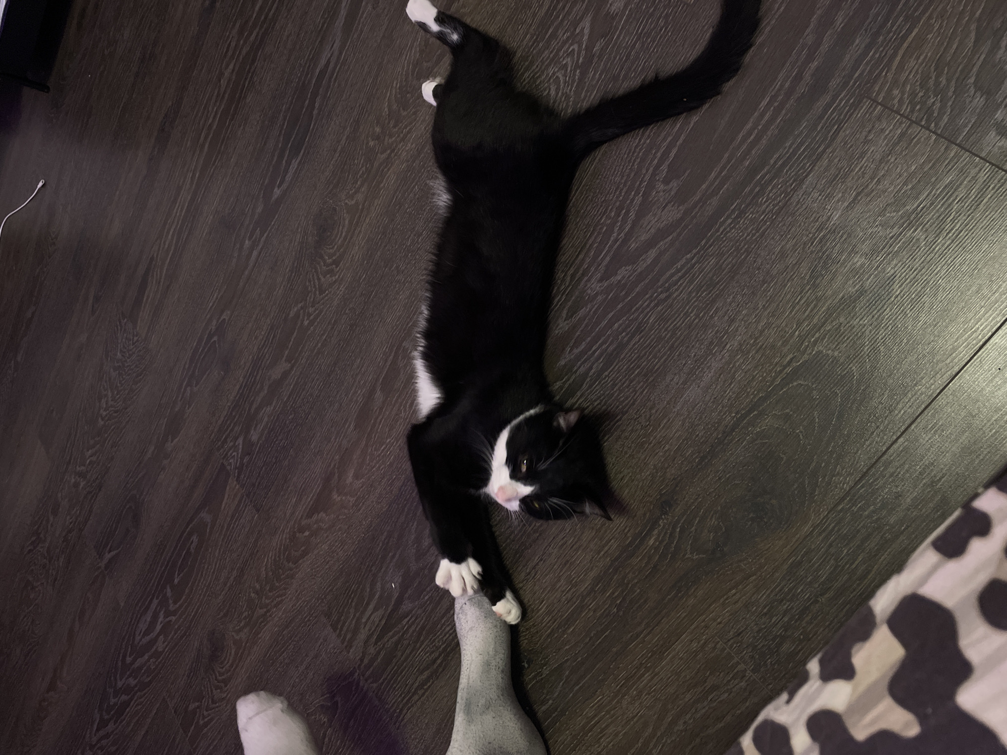 A black and white cat is lying on its back on a dark wooden floor. The cat is stretching out, with its front paws extended towards a grey, amorphous object. The cat's eyes are open, and it appears to be relaxed. The background is a dark wooden floor. The image is taken from a slightly elevated angle, looking down at the cat.