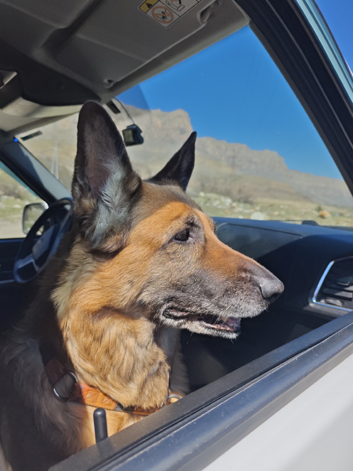 A German Shepherd dog is inside a car, looking out the window. The dog has its head positioned near the open window with its ears perked up. The exterior landscape visible through the window includes mountains and a clear blue sky. The location is Bylym, Russia. The car's interior includes the dashboard, steering wheel, and sun visor. The dog is wearing an orange collar.