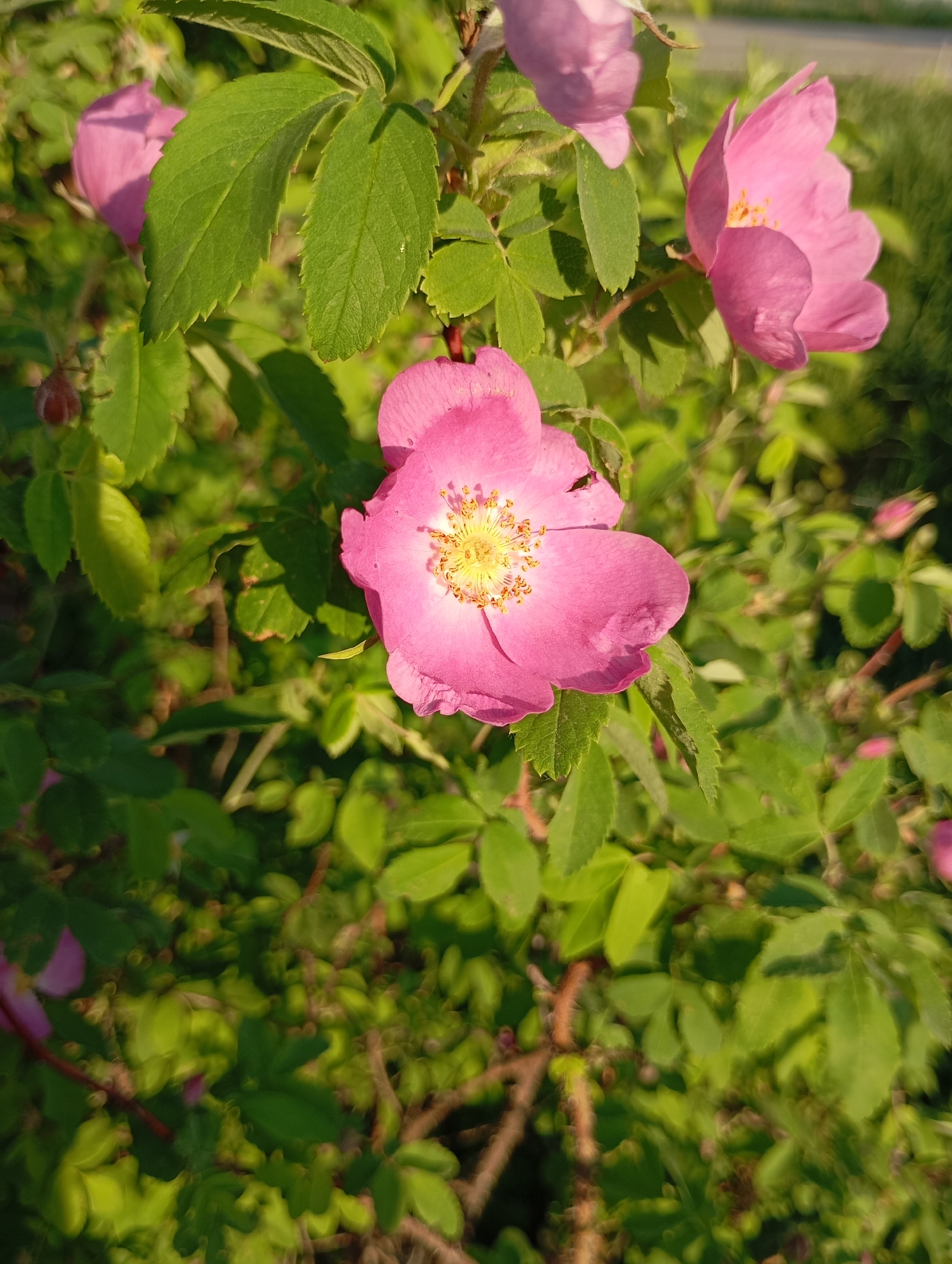The image shows a cluster of pink flowers, possibly wild roses, surrounded by green foliage. The flowers are in various stages of bloom. They appear to be located outdoors, likely in a garden or natural setting. The specific location within the city of Unknown, Unknown, is not identifiable from the image.