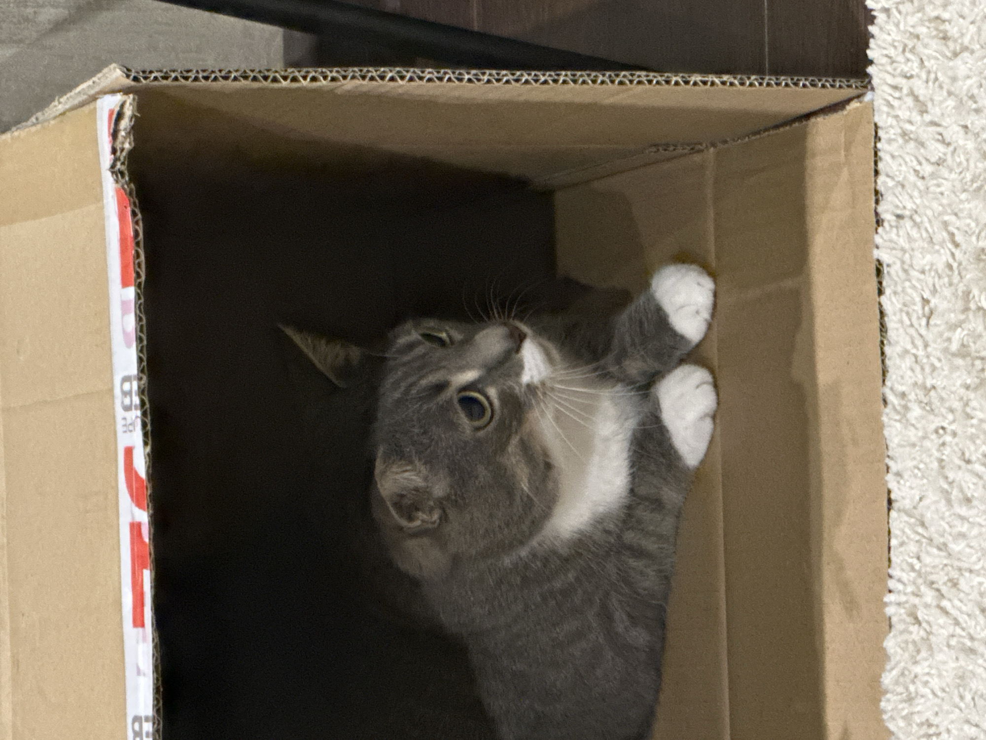 A grey and white cat is nestled inside a cardboard box. The cat is lying down with its paws tucked in front of it. The box is open on one side, allowing the cat to look out. The background is dark and out of focus. The box appears to be made of corrugated cardboard and has red and white tape along the top edge.