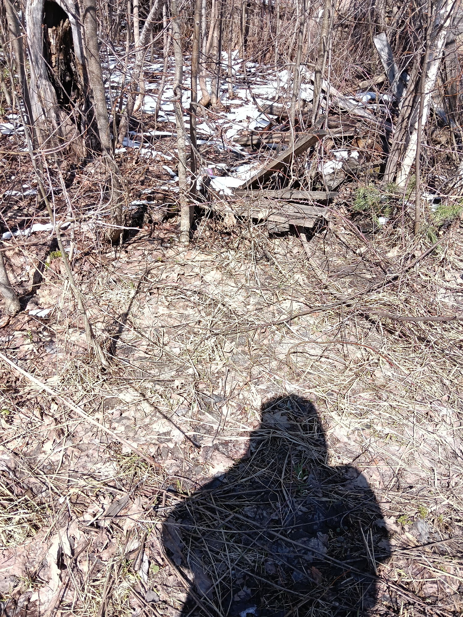 This media file captures a sunlit wooded area in Красный Маяк, Russia, likely during late winter or early spring. The ground is covered with a dense layer of dry brown leaves, withered grass, and fallen branches, interspersed with patches of melting snow. Numerous bare deciduous trees, with their intricate network of branches, dominate the background and midground, suggesting a natural, unkempt environment. A large, hollowed-out tree trunk stands prominently on the left side of the frame.
In the midground, towards the right, there is a pile of wooden debris, consisting of various planks and timbers, partially obscured by snow and tangled brush. Small green evergreen needles are visible near this wooden detritus. The overall scene conveys a sense of dormancy transitioning towards renewal. The bright sunlight casts a long, distinct shadow of the photographer in the bottom foreground, indicating a clear day. No other human subjects or activities are visible, and there is no discernible text within the image.