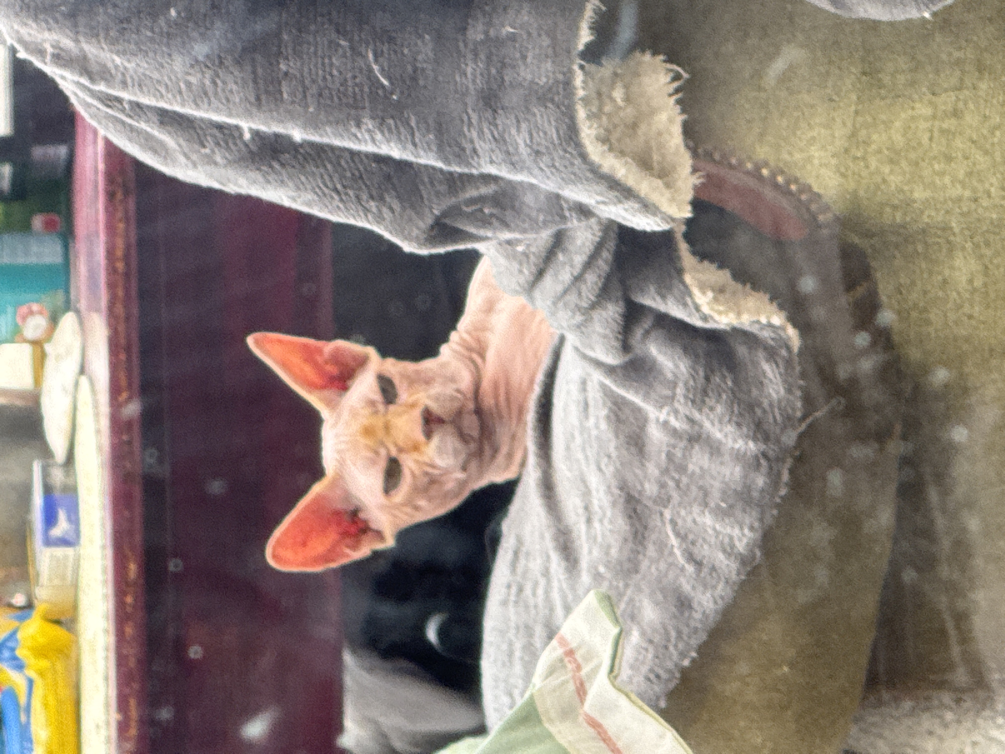 The image shows a close-up of a light pink Sphynx cat with large ears and an annoyed expression. The cat is nestled on a grey blanket, partially covered by another grey, furry fabric. In the background, a black cat is visible, and beyond that, a shelf with various items, including a yellow bag and some boxes. The scene appears to be indoors, possibly in a home.