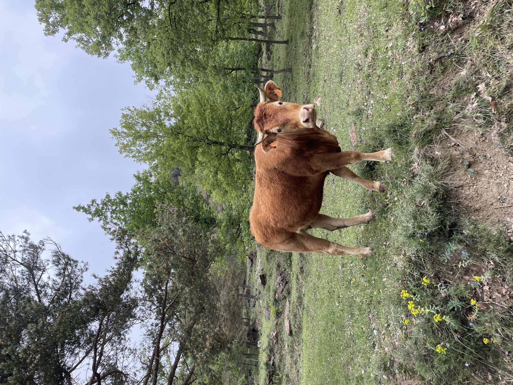 A brown cow stands in a grassy field under the shade of trees, presumably grazing, located in Tavertet, Spain. The cow has horns and ear tags. The scene includes a mixture of trees and grassy vegetation.