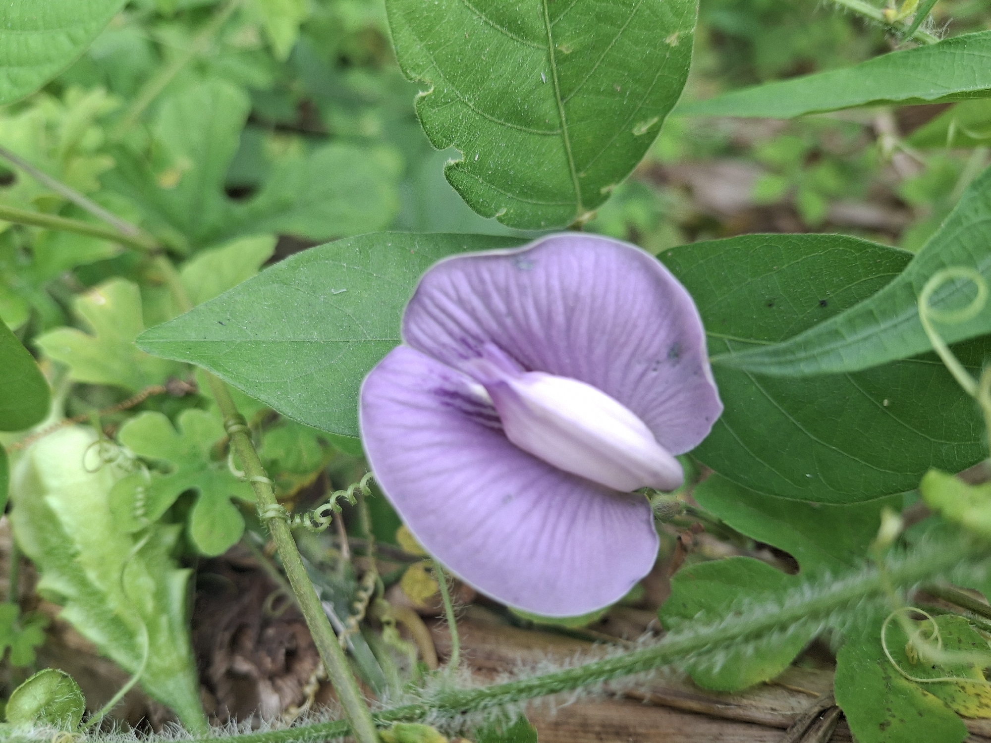 A close-up shot captures a single, delicate purple flower with white accents, its petals unfurled in a gentle curve. The flower is surrounded by lush green leaves, some of which are broad and veined, while others are smaller and lobed. A thin, hairy vine with tiny curly tendrils winds its way through the foliage, adding a touch of organic texture to the scene. In the background, a rough, textured surface, possibly wood, provides a natural backdrop. The overall setting appears to be outdoors, with a soft, diffused light suggesting it could be early morning or late afternoon. The image does not provide any specific details that would place it in Denok, Indonesia, or any other particular city.