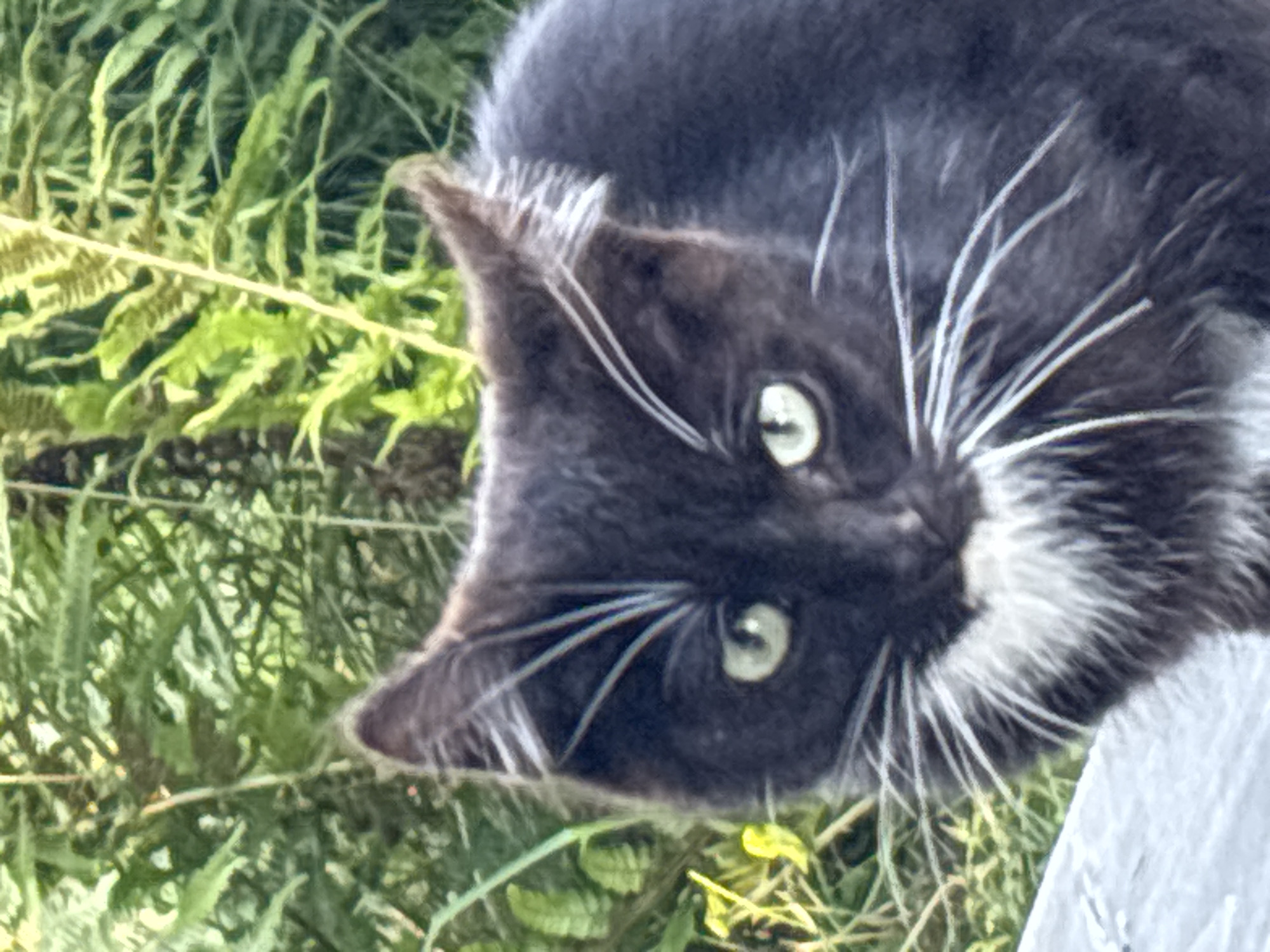 A close-up, eye-level shot captures a black and white cat with green eyes and prominent white whiskers. The cat is facing forward, with its head and upper chest visible. Its fur is dark with a white chest patch and white markings above its eyes. The background consists of blurred green foliage, suggesting an outdoor setting. The cat appears to be sitting on a grey, textured surface, possibly a bench or railing. The lighting suggests it is daytime. There are no people or other animals visible in the frame. The image quality is slightly soft.