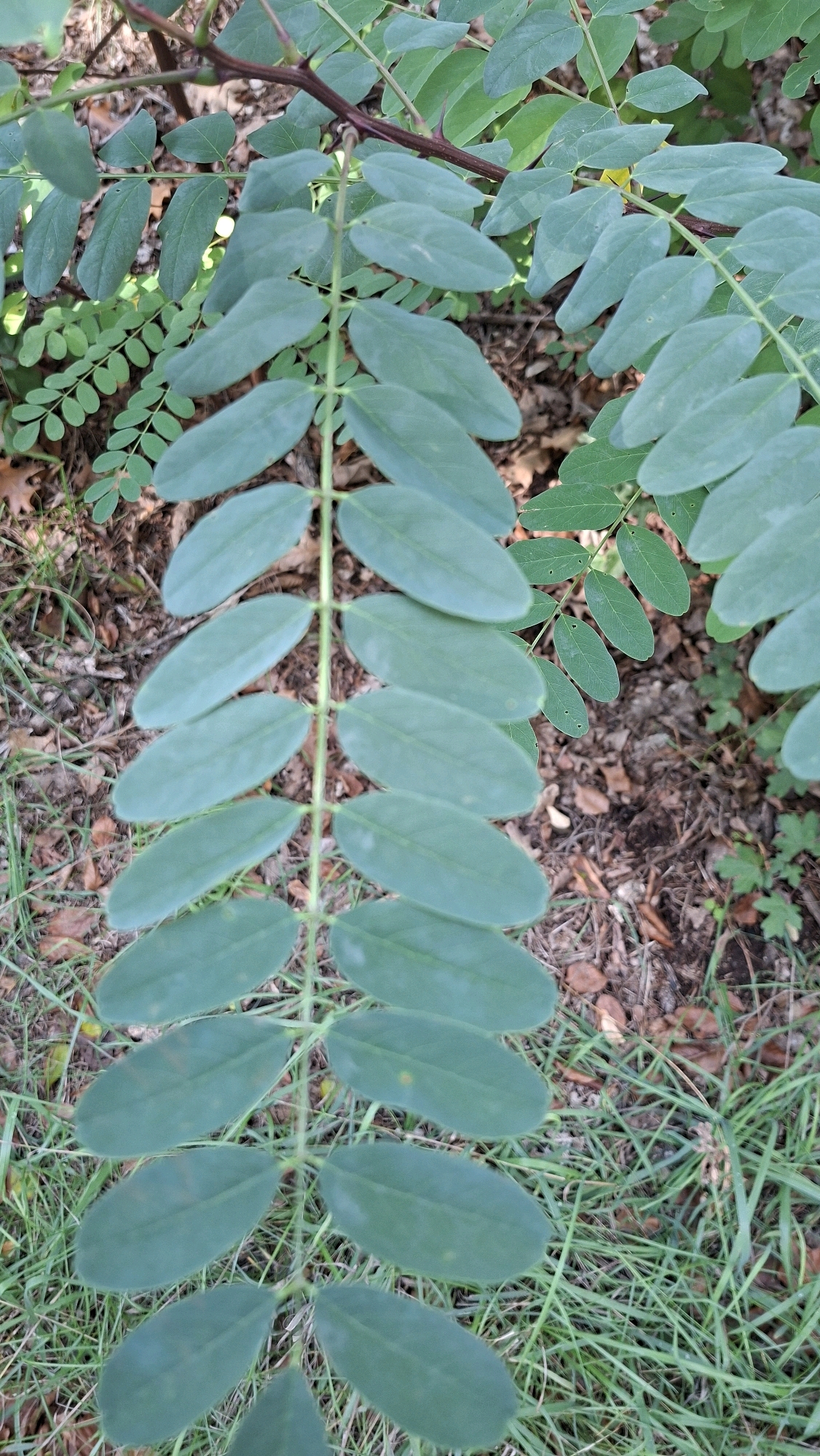 A close-up, eye-level shot showcases a branch of a tree with compound leaves, featuring multiple pairs of oval-shaped leaflets arranged along a central stem. The leaves are a muted green, with some showing a slight bluish tint. A thorny stem runs horizontally across the upper portion of the image, interspersed with smaller, similarly structured leaves. The background consists of dappled sunlight on dry leaves, mulch, and green grass, suggesting an outdoor environment. The scene appears to be in a natural setting, possibly a park or garden. There is no indication of people or any specific actions taking place. The location is identified as Winkelhaid, Germany.