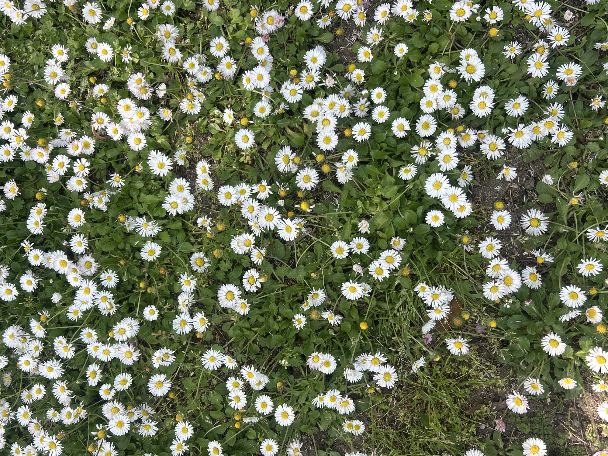 The image shows a dense field of daisies in an unknown location. The daisies are small, with white petals and yellow centers, scattered across a backdrop of green grass and foliage. There are no people or other objects visible. The scene appears to be a close-up shot, focusing on the texture and density of the daisy field.