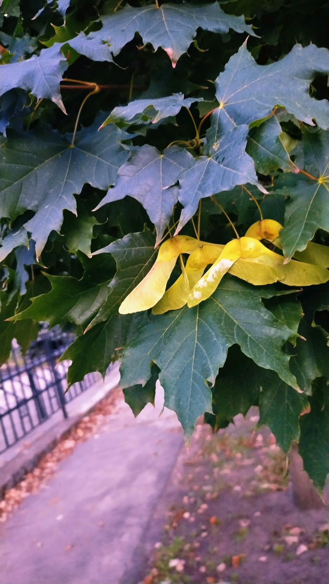 This image captures a close-up view of maple tree leaves and samaras (maple seeds) hanging from a branch. The leaves are primarily a dark green, with some appearing to have a blueish or purplish hue, possibly due to lighting or the time of year. A cluster of bright yellow samaras is prominently displayed in the center of the frame, some still attached to the branch.
In the background, a paved pathway with scattered fallen leaves is visible, suggesting an outdoor urban or park setting. A black metal fence runs alongside the pathway, and beyond that, a blurry area with hints of foliage and possibly more pavement. The overall lighting is soft, casting a gentle glow on the scene.
The scene is consistent with the environment found in the city of Horishni Plavni, Ukraine, particularly in areas with mature trees lining sidewalks or in public green spaces. The presence of maple trees and the fallen leaves suggest it could be autumn. There are no people or animals visible in the image.