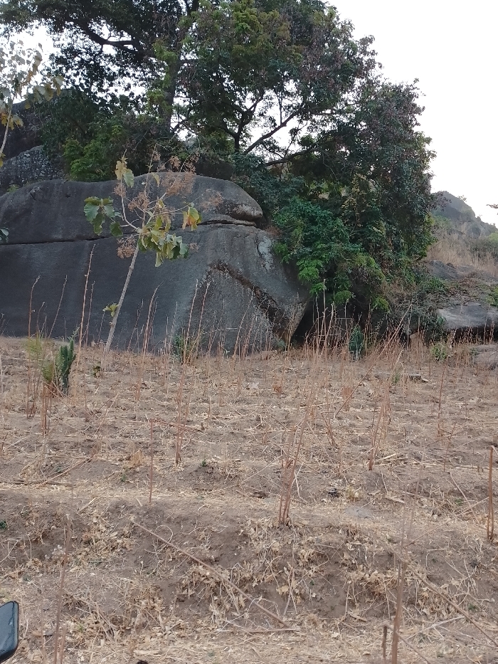 A landscape scene presents large, weathered gray rocks partially covered by trees and shrubs. The foreground is a dry field with sparse, brown vegetation and bare earth. The sky is slightly visible, appearing pale and washed out. The scene suggests a rugged, natural environment, possibly a rural or mountainous area.