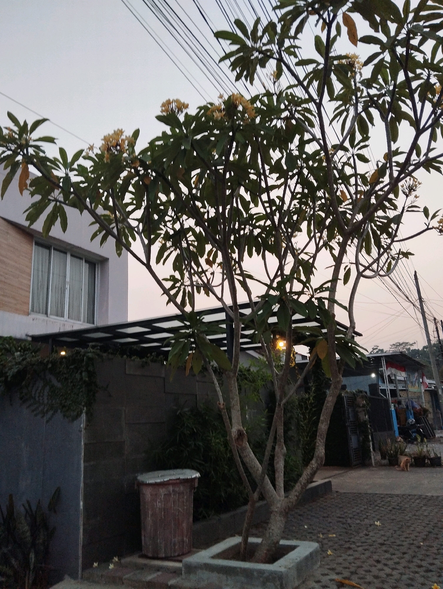 The image depicts a residential area in Salatiga, Indonesia, at dusk. In the foreground, a frangipani tree with sparse yellow flowers stands in a concrete planter. Behind the tree, a modern two-story house with large windows and a covered patio is visible. The house features light-colored walls and a section with a wooden-textured facade. To the left of the house, a dark grey wall and lush green foliage suggest a garden area. A cylindrical, weathered red trash bin sits next to the wall. The background shows utility poles with numerous wires stretching across the sky, typical of urban or semi-urban Indonesian landscapes. Further in the distance, other buildings, some with awnings, and a small dog can be seen, along with parked motorcycles and decorative flags, indicating ongoing activity in the area. The overall lighting suggests it is either early morning or late evening, with soft, diffused light illuminating the scene.