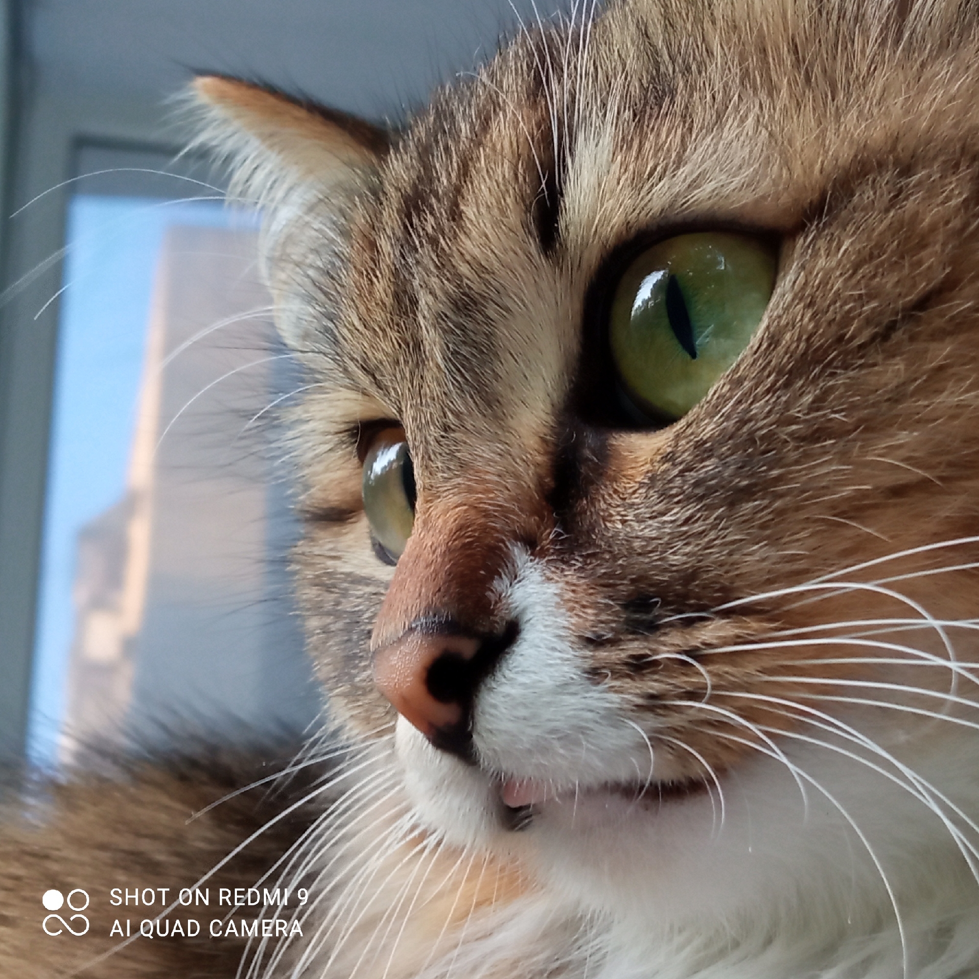 A close-up, high-angle, shallow depth-of-field photograph shows the side profile of a domestic cat. The cat has green eyes and brown and white fur. Its mouth is slightly open, revealing a pink tongue. The background is blurred and appears to be a window with a view of a city skyline. There is a watermark in the bottom left corner that reads "SHOT ON REDMI 9 AI QUAD CAMERA." The image does not contain any information about the city of Chaikovsky, Russia.