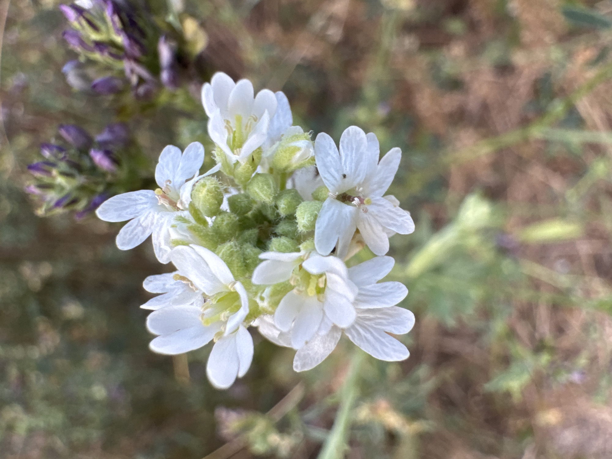 In the village of Karachunivka, Ukraine, a cluster of small white flowers with delicate, notched petals is in sharp focus. The flowers are arranged in a tight bunch, with some unopened green buds visible amongst them. The stamens of the open flowers are a light yellow. In the background, out of focus, are purple flowers and green foliage, suggesting a natural outdoor setting, likely a meadow or garden. The lighting is natural, with soft shadows indicating a daytime scene. The overall impression is one of natural beauty and delicate detail.
